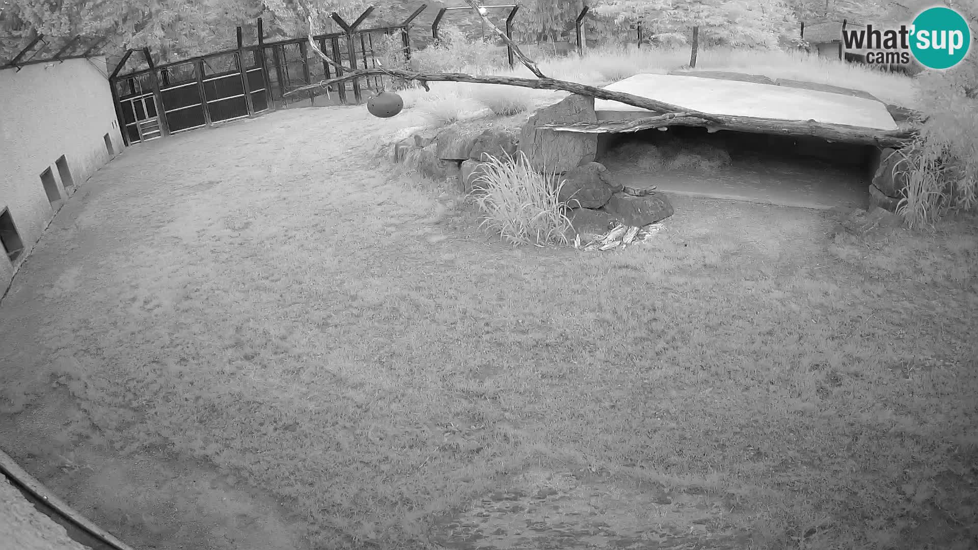 LEON Webcam en vivo en Ljubljana Zoo – Eslovenia