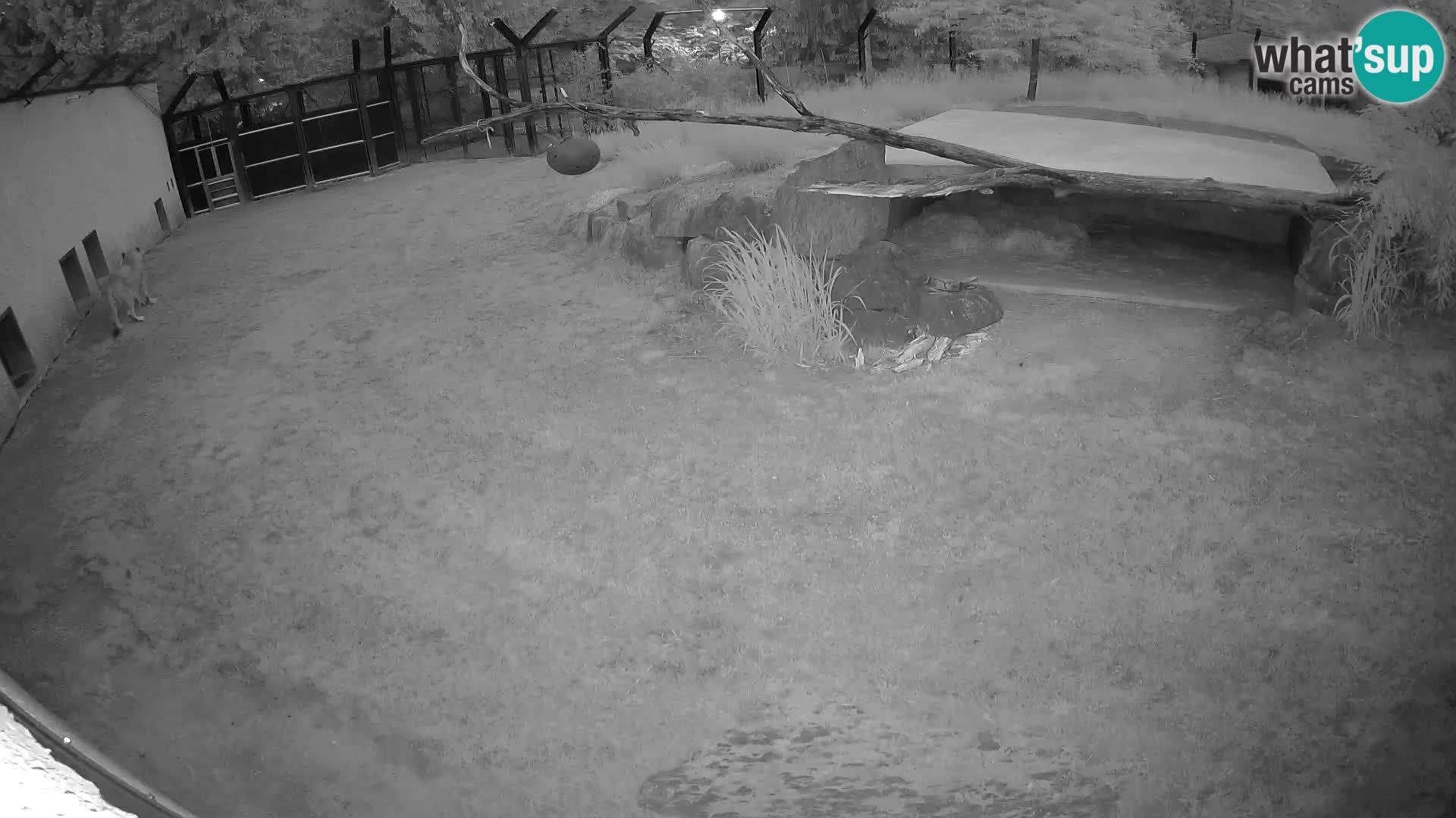 LION webcam en direct du zoo de Ljubljana – Slovénie