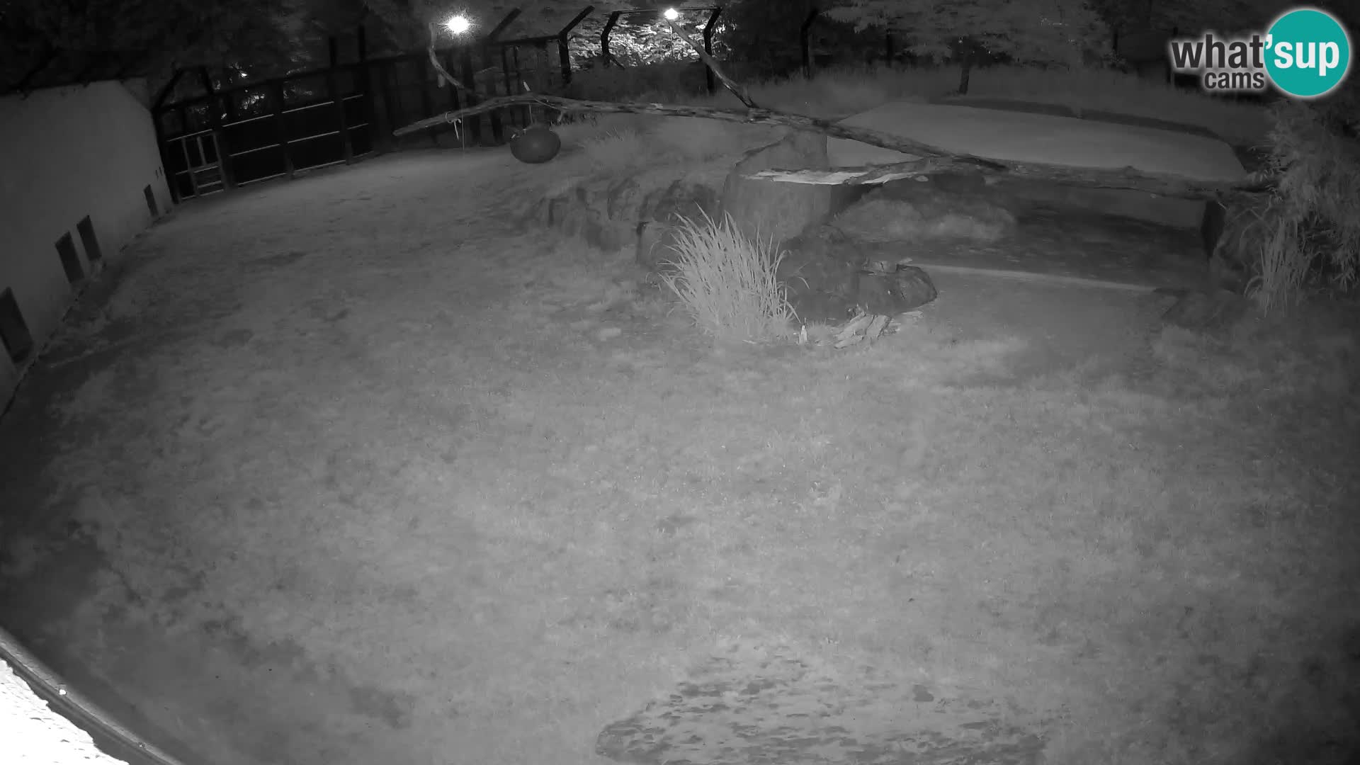 LEON Webcam en vivo en Ljubljana Zoo – Eslovenia