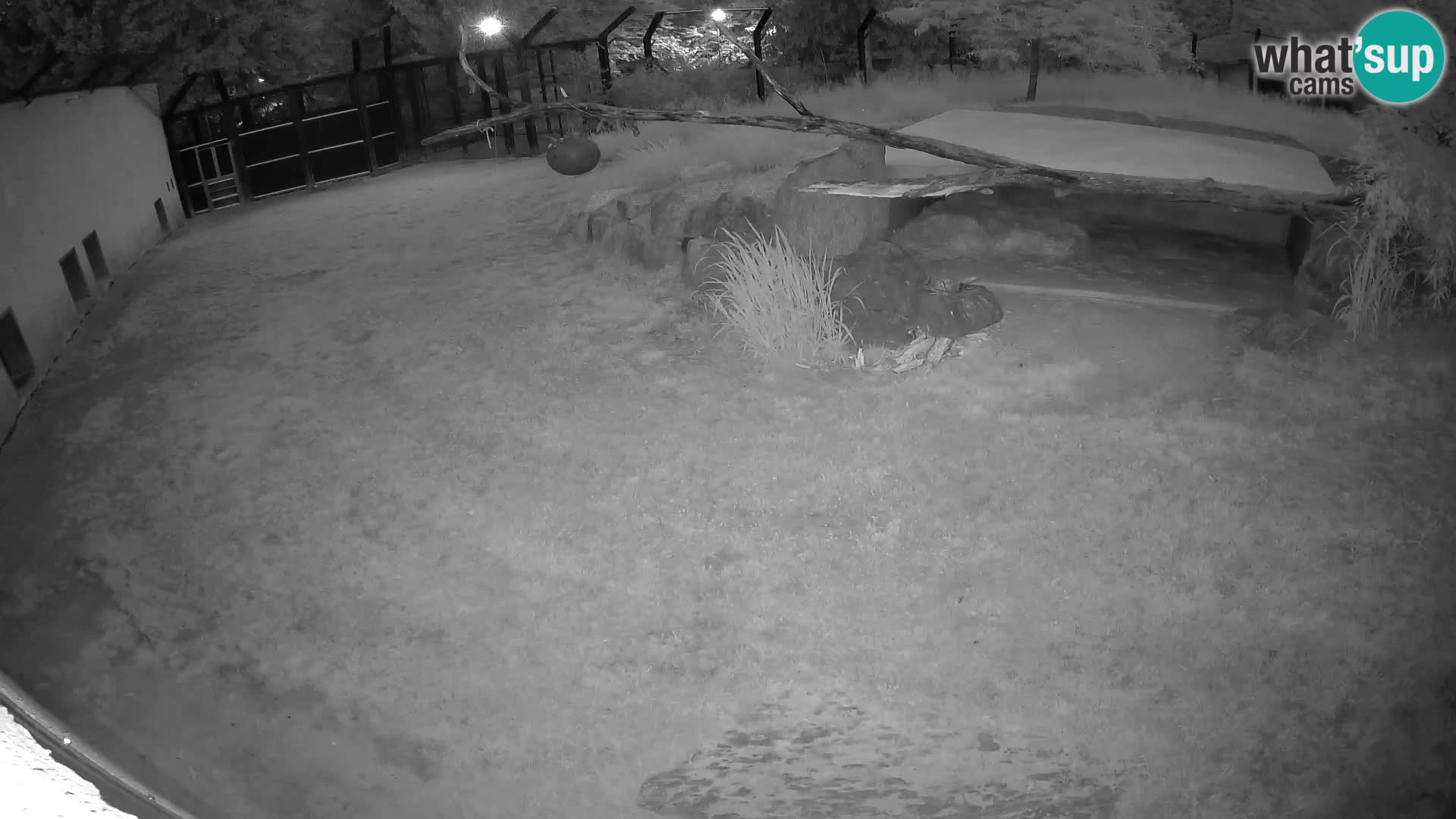 LEONE live Webcam nello zoo di Lubiana – Slovenia