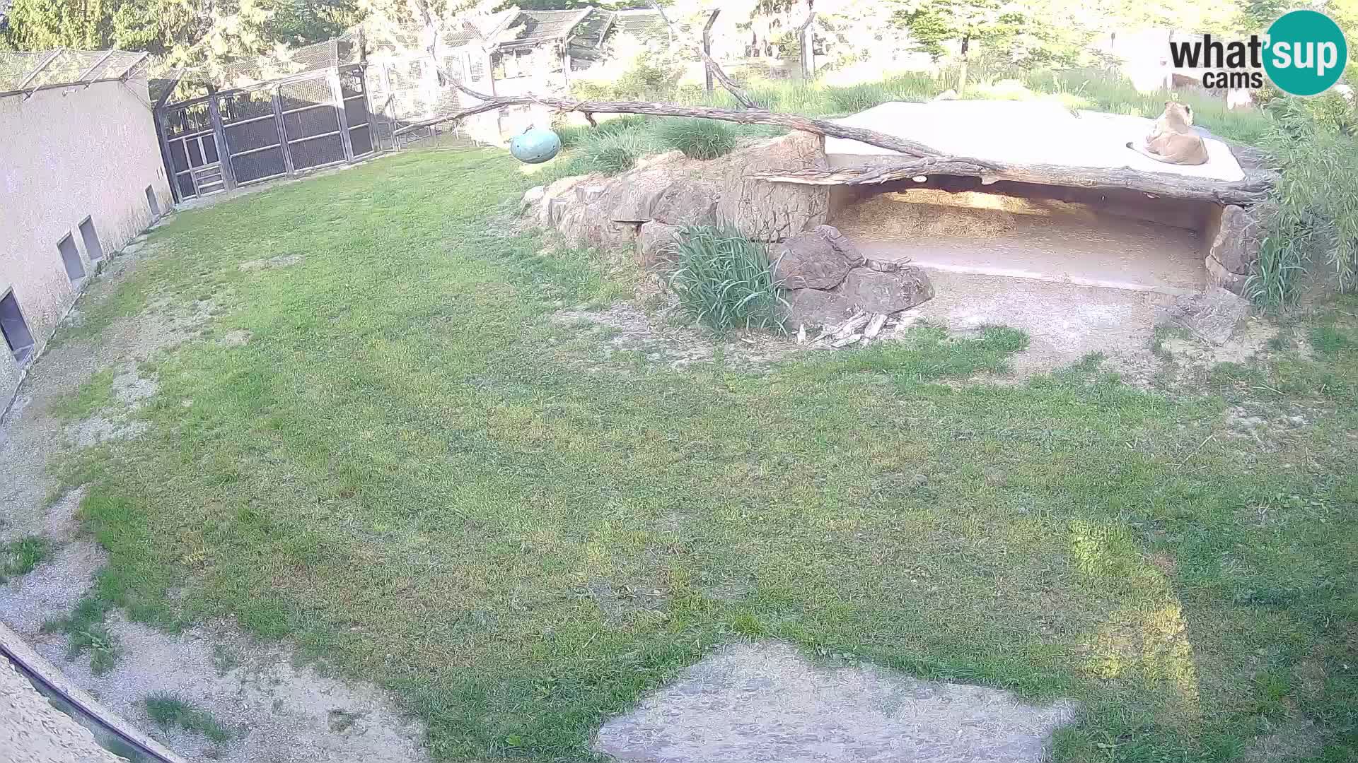 LION webcam en direct du zoo de Ljubljana – Slovénie