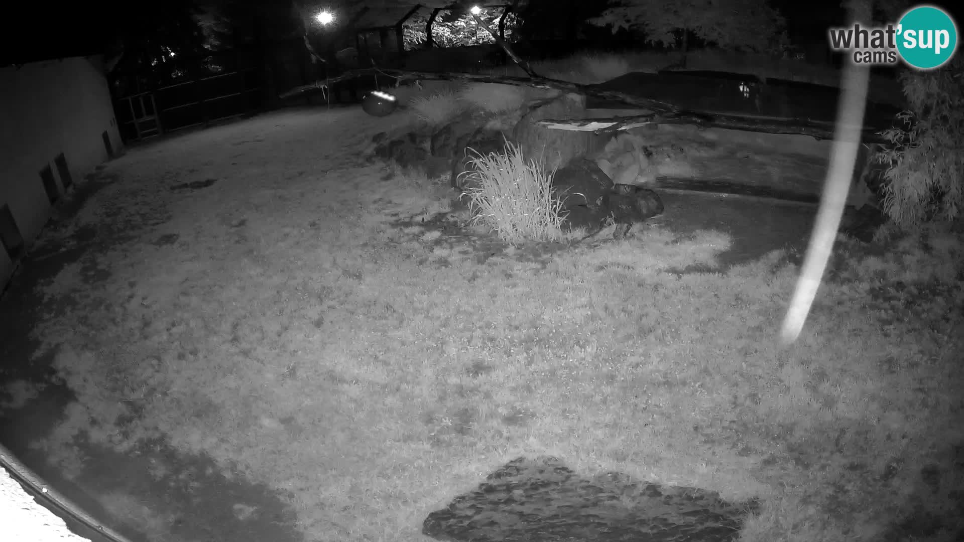 LEON Webcam en vivo en Ljubljana Zoo – Eslovenia