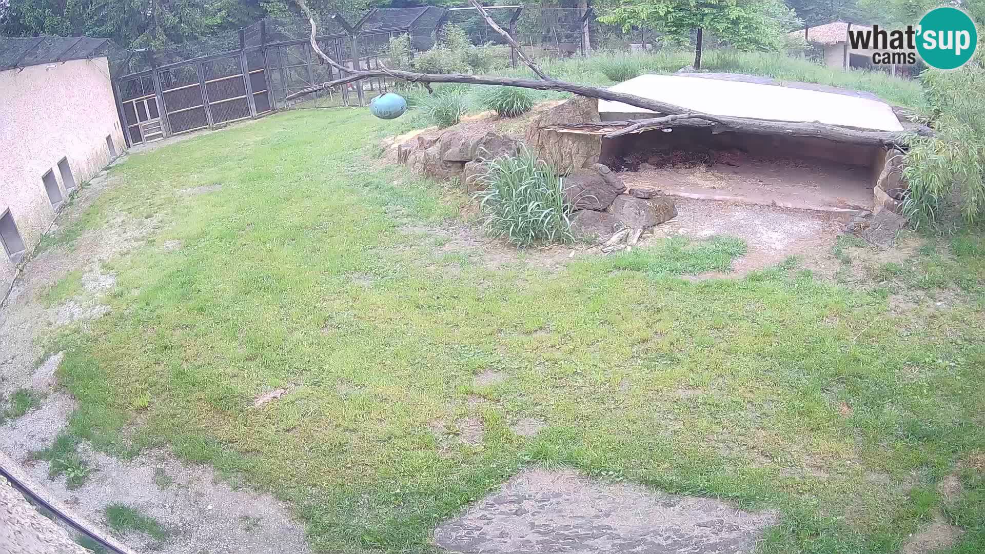 Lavovi web kamera uživo u ljubljanskom zoološkom vrtu – Slovenija