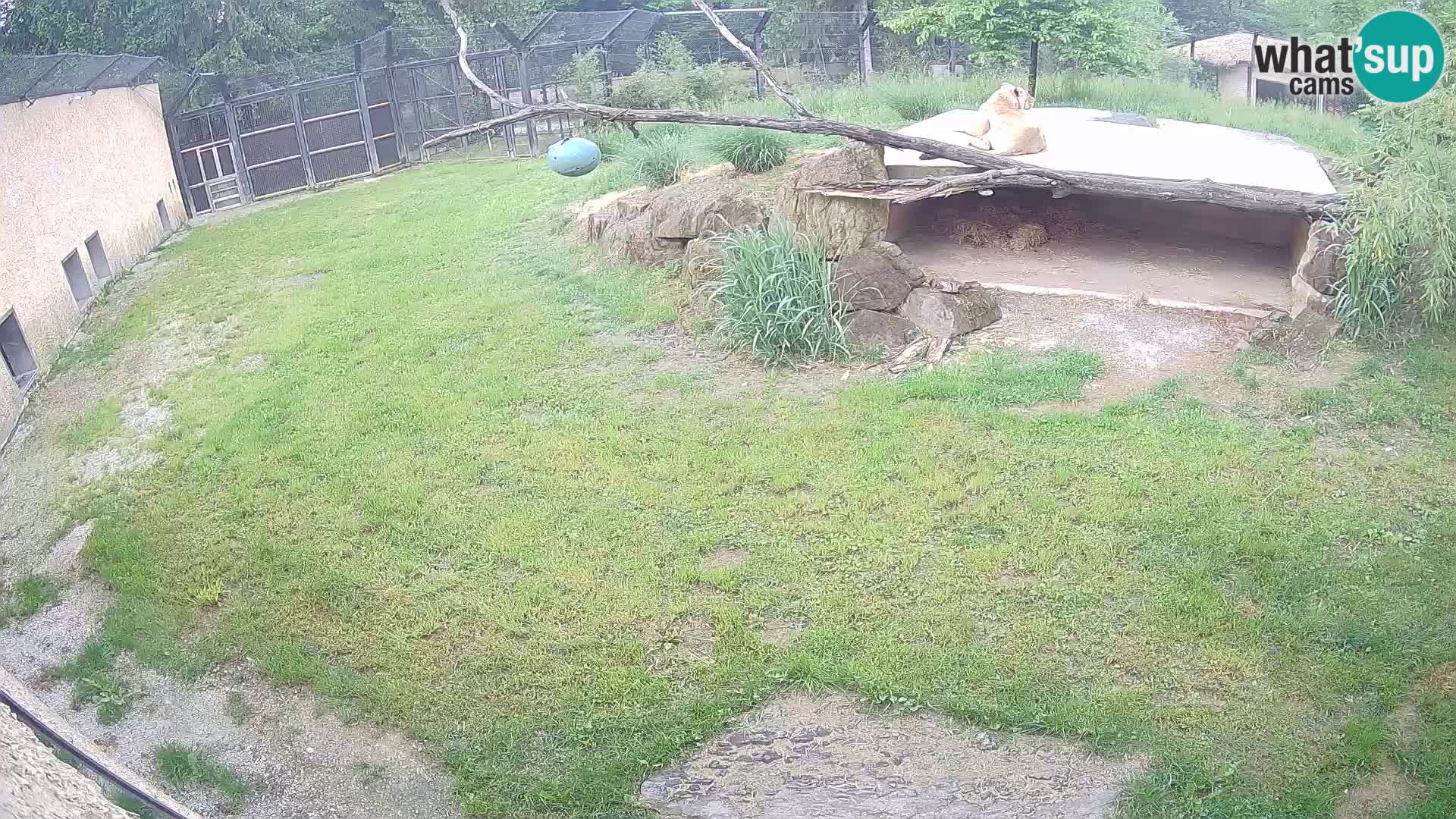 LION webcam en direct du zoo de Ljubljana – Slovénie