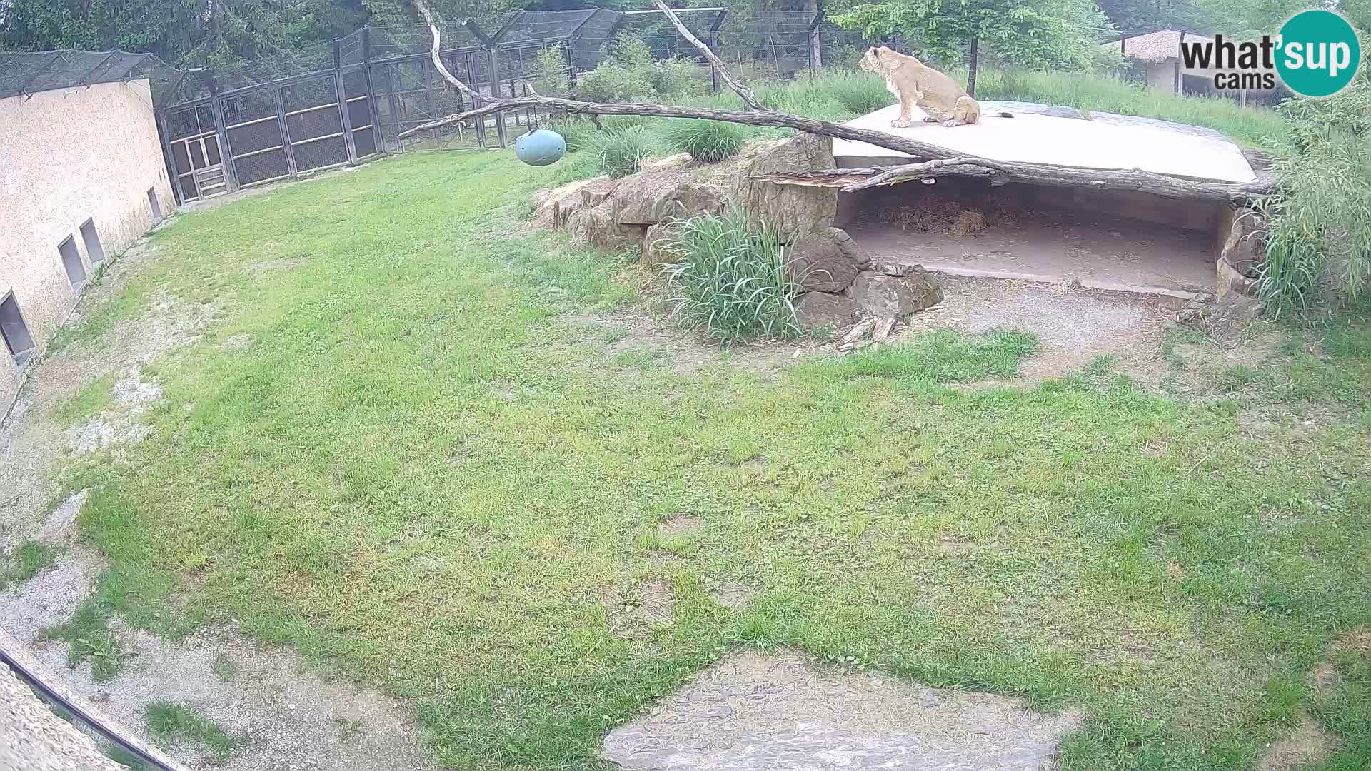 LEON Webcam en vivo en Ljubljana Zoo – Eslovenia