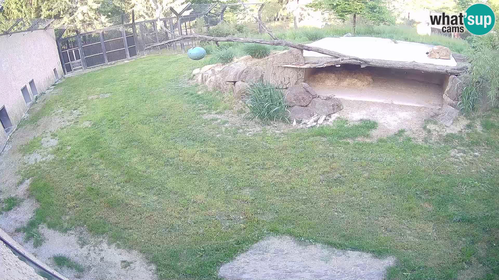 LEVI spletna kamera v živalskem vrtu Ljubljana Zoo