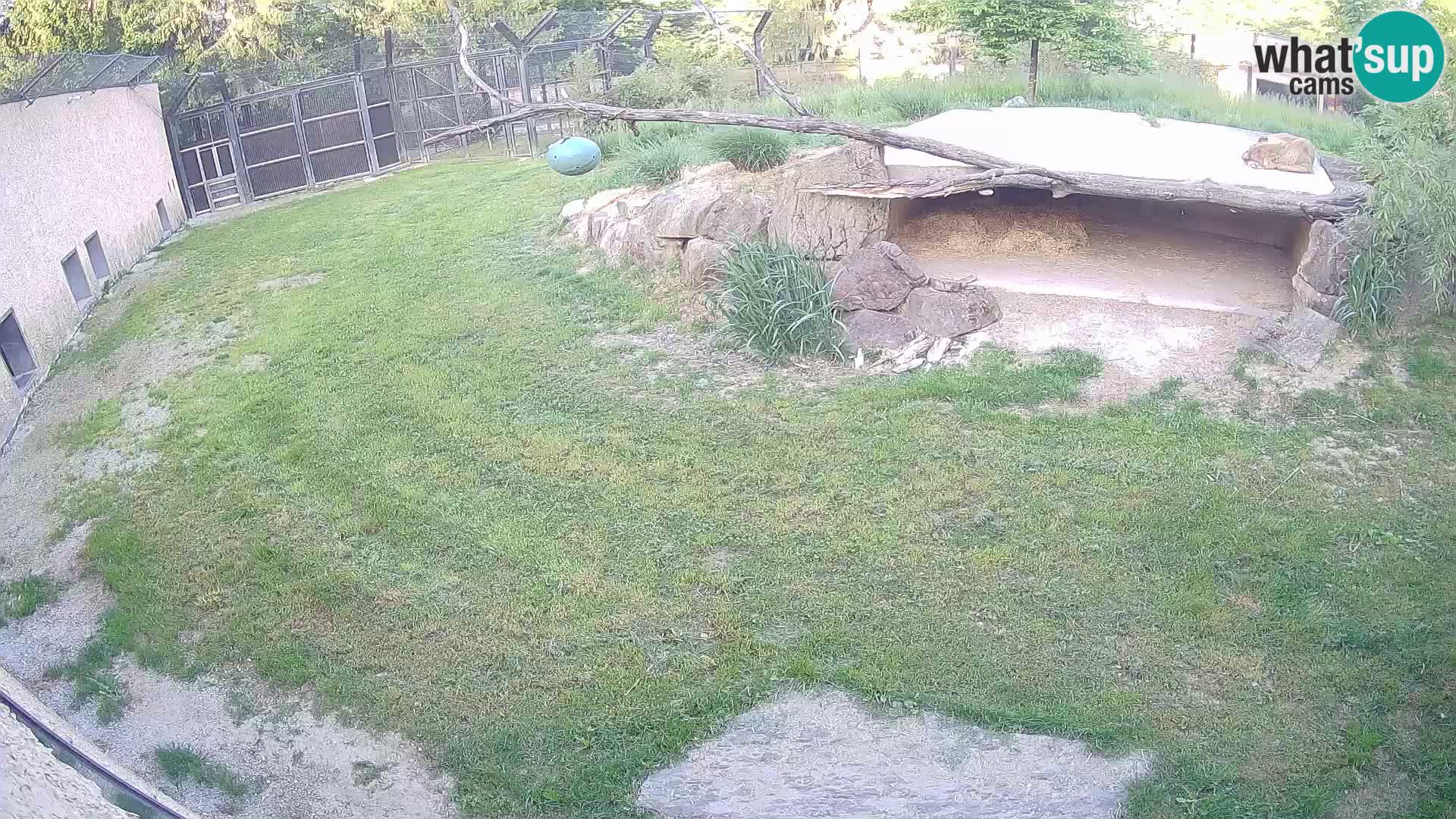 LION webcam en direct du zoo de Ljubljana – Slovénie