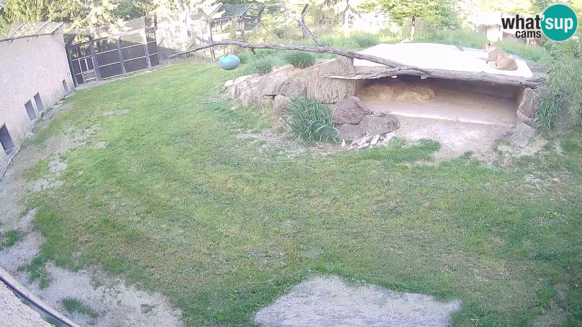 Löwe live Webcam im Zoo von Ljubljana – Slowenien