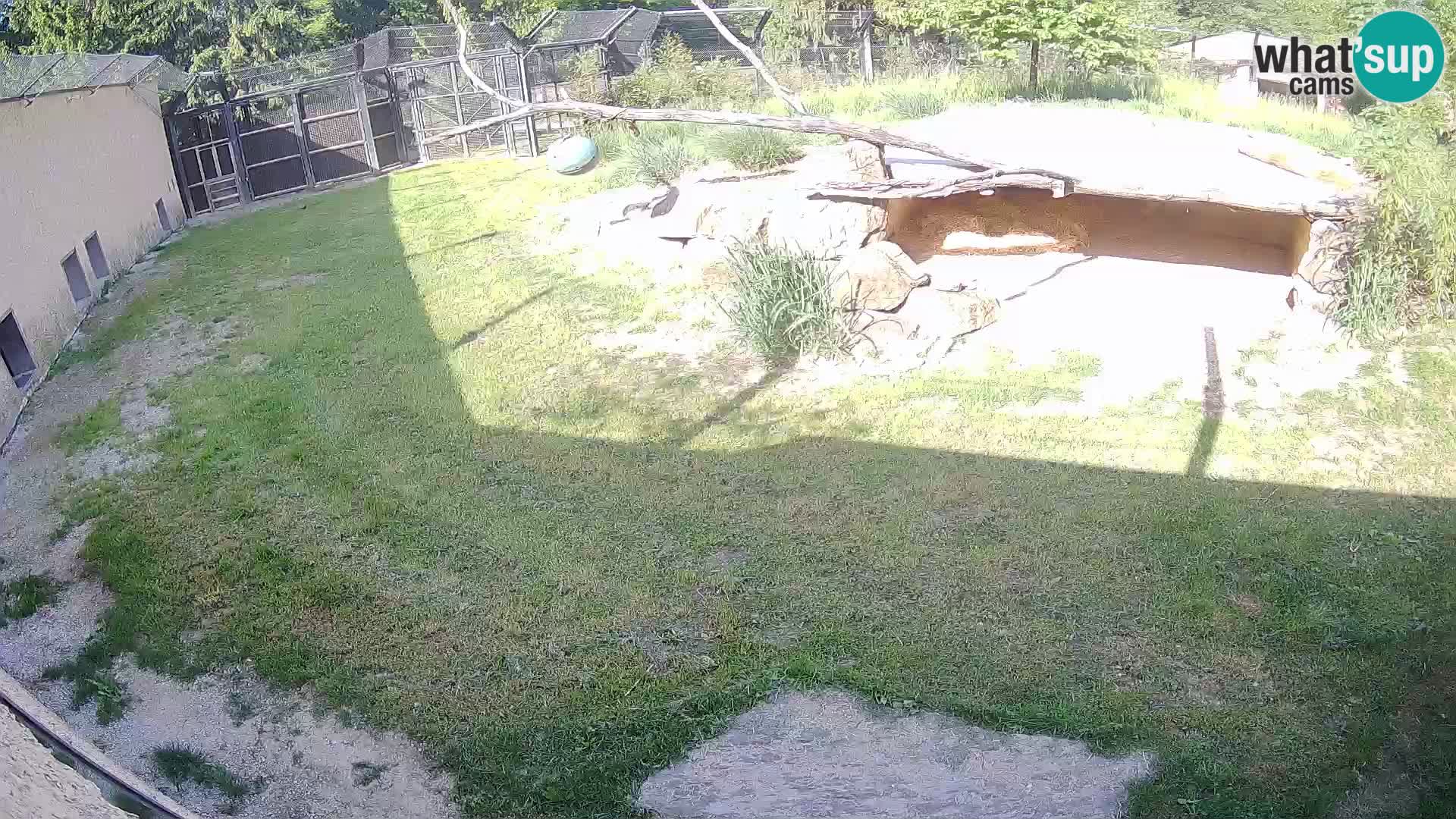 LION webcam en direct du zoo de Ljubljana – Slovénie
