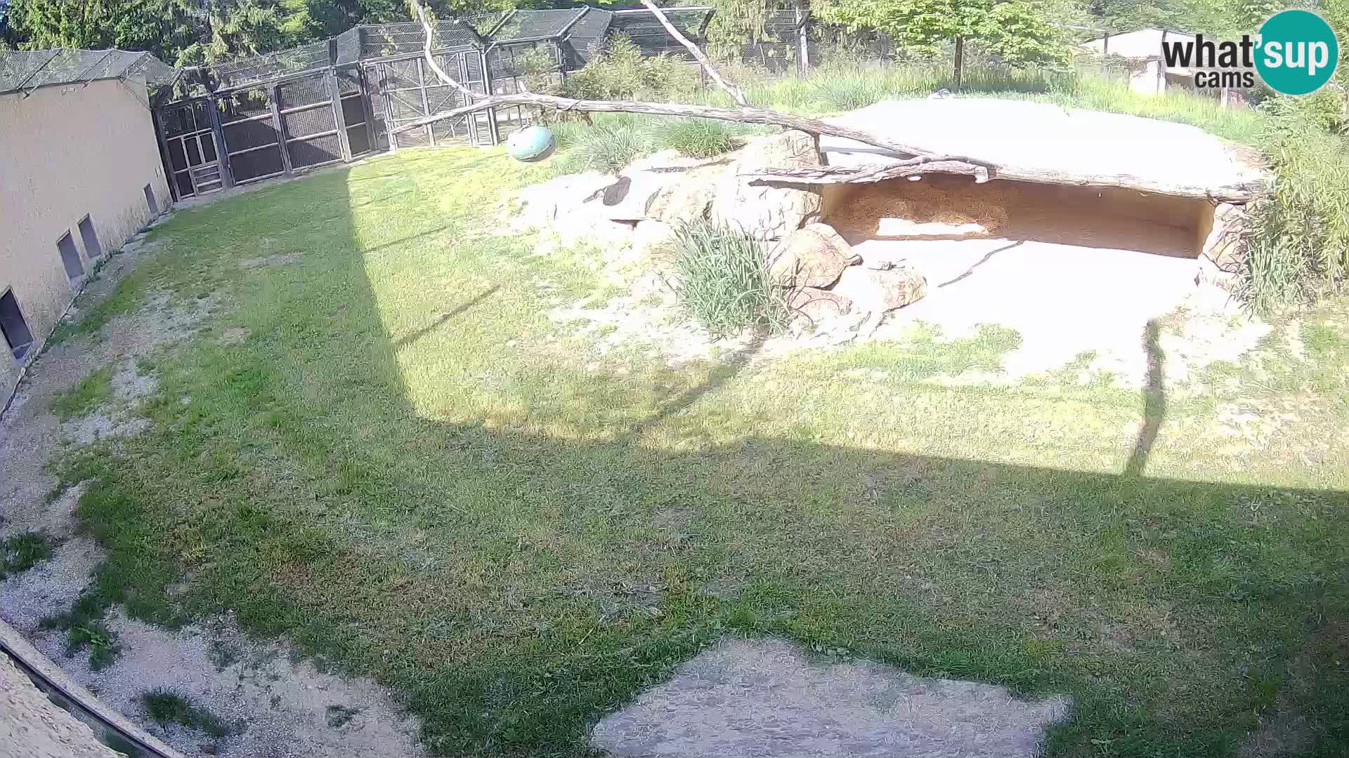 LEON Webcam en vivo en Ljubljana Zoo – Eslovenia