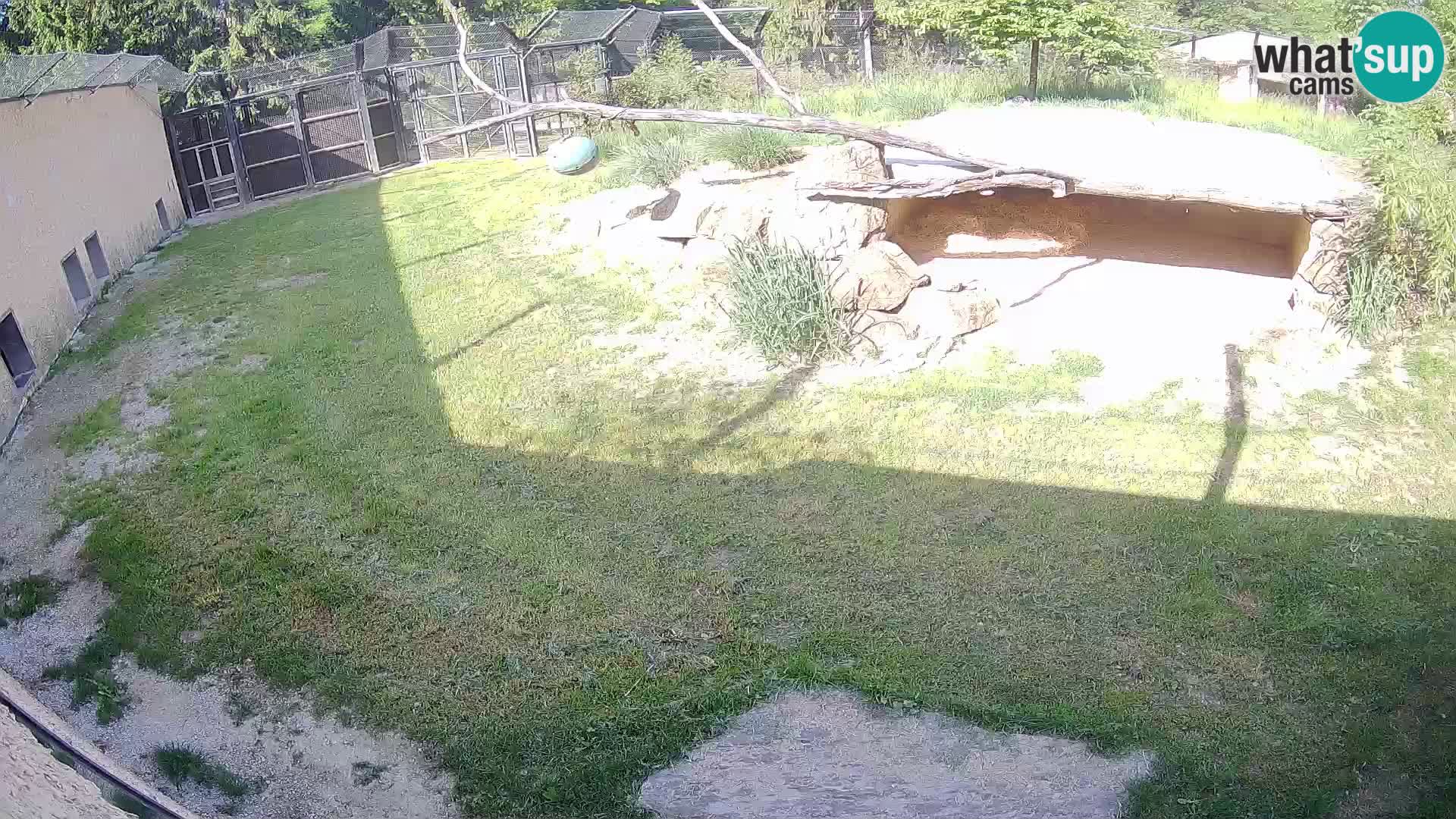 LEONE live Webcam nello zoo di Lubiana – Slovenia