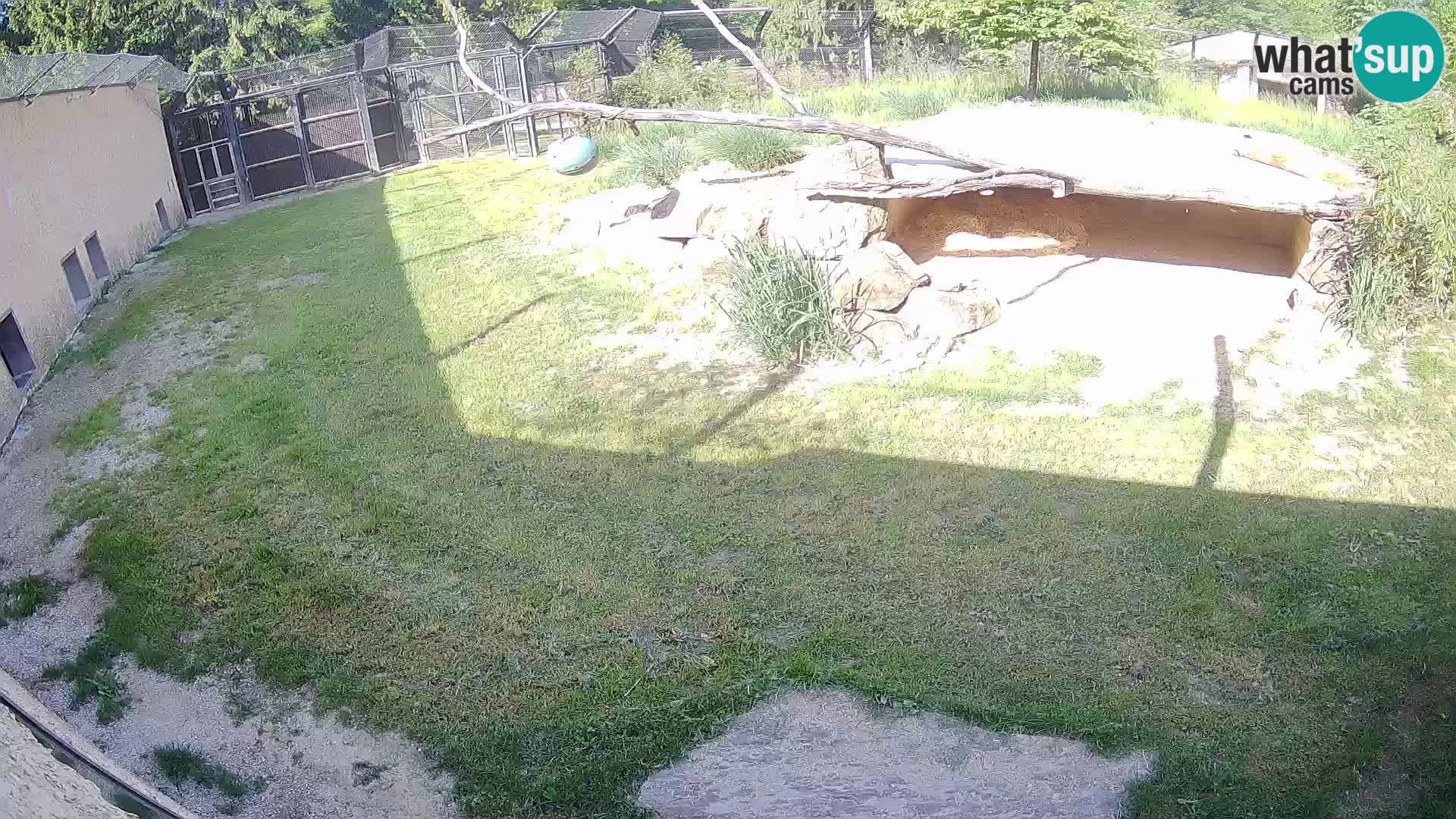 LEONE live Webcam nello zoo di Lubiana – Slovenia