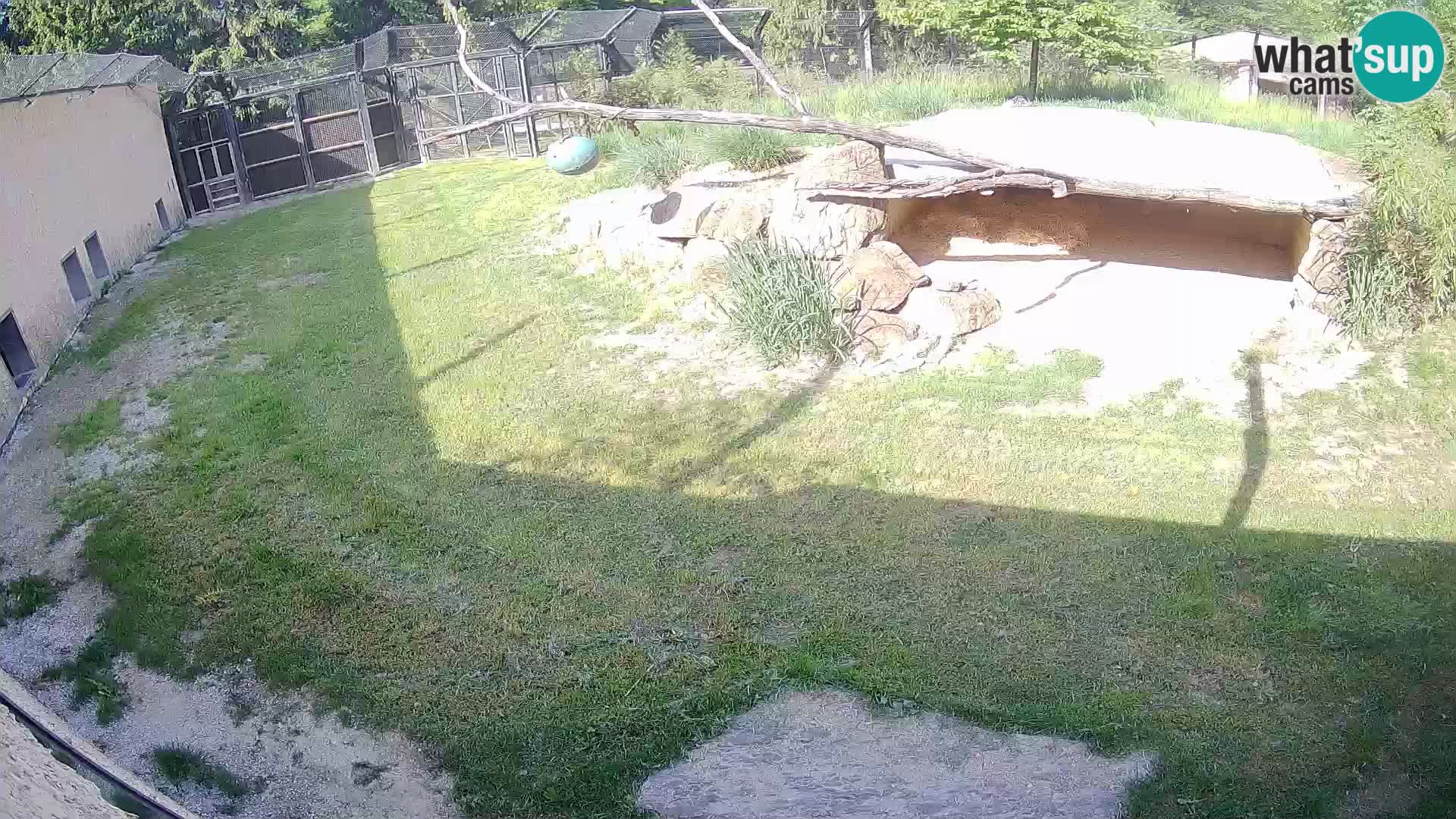 Löwe live Webcam im Zoo von Ljubljana – Slowenien