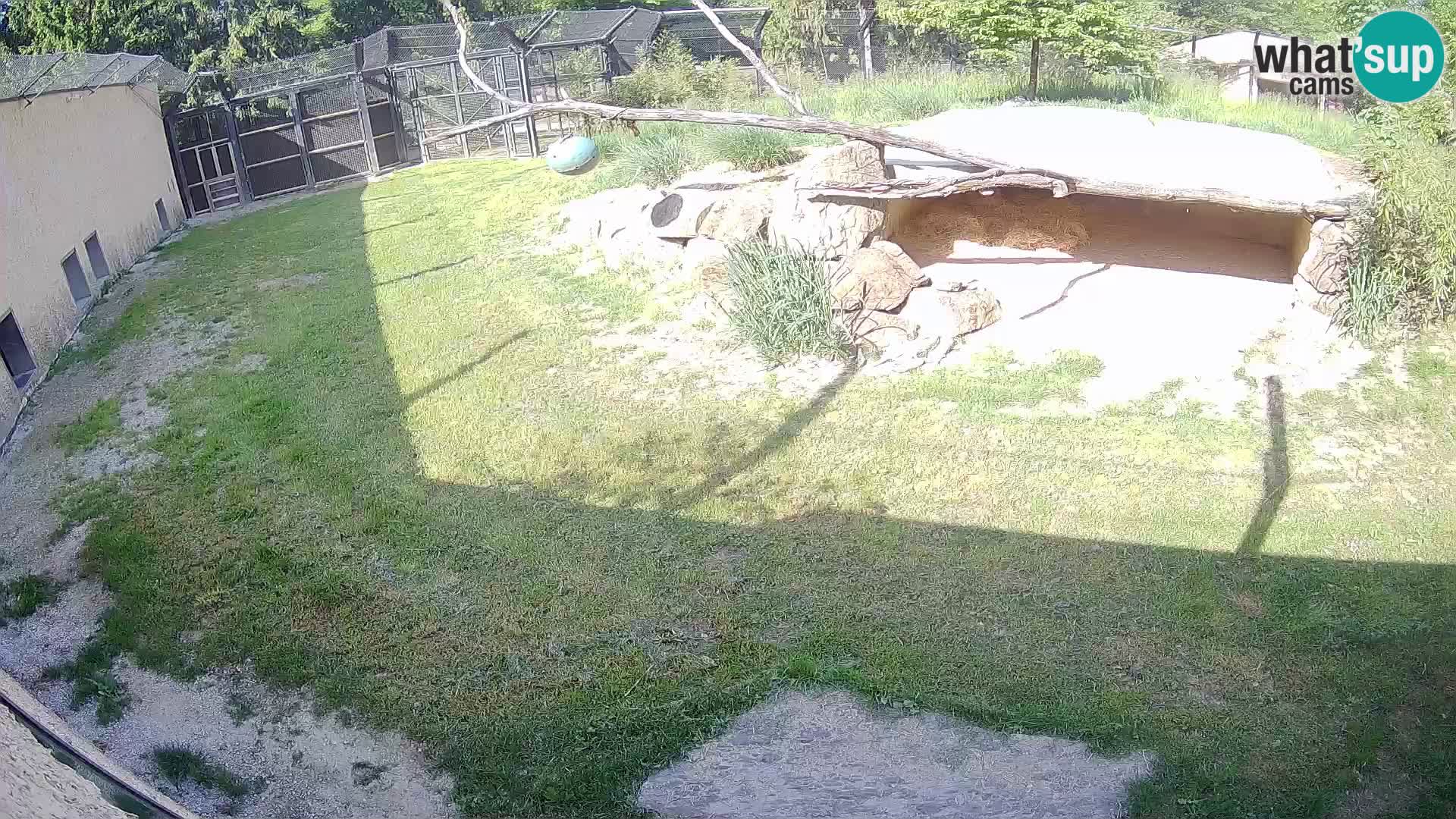 LEON Webcam en vivo en Ljubljana Zoo – Eslovenia