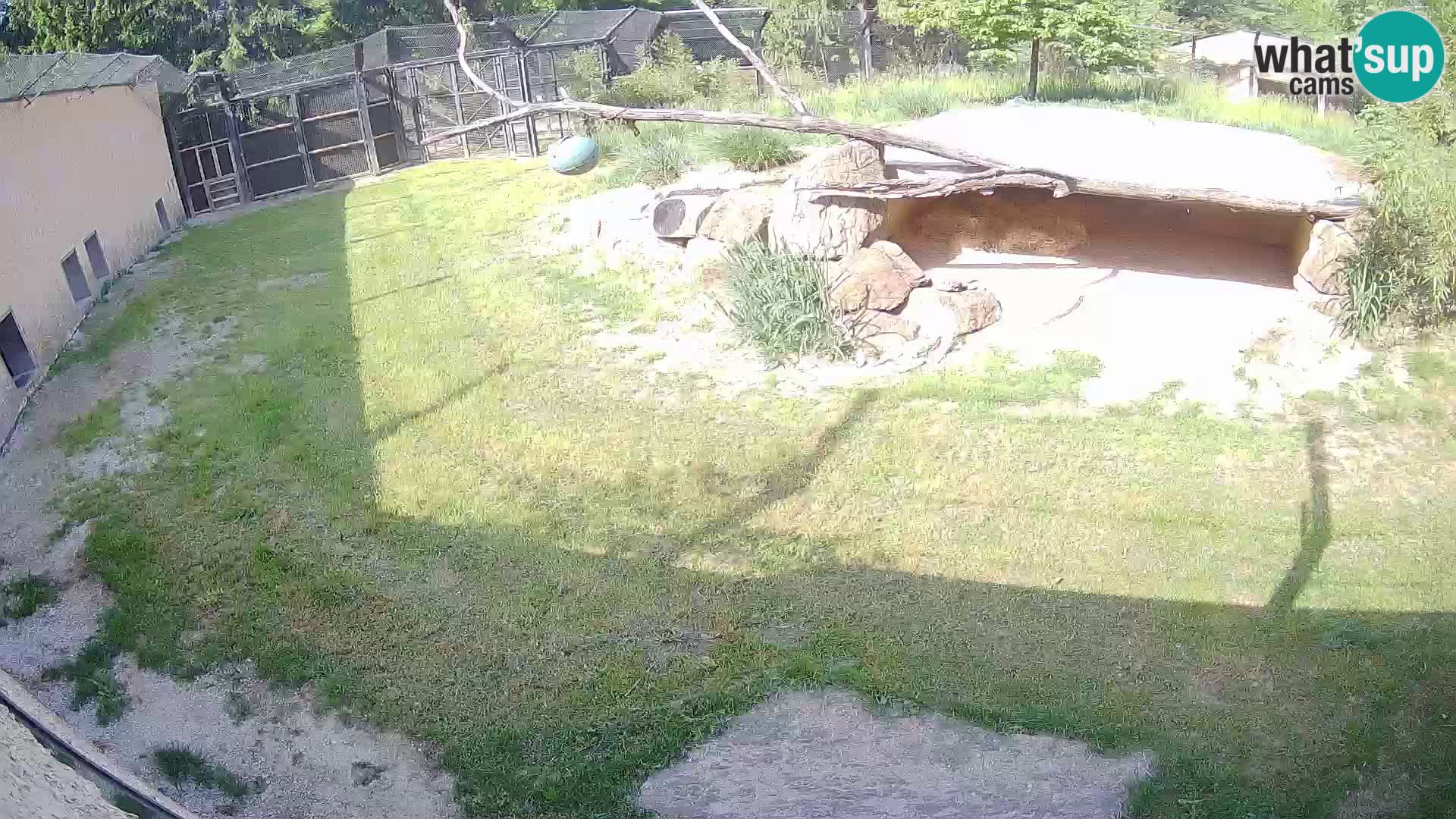 LEVI spletna kamera v živalskem vrtu Ljubljana Zoo