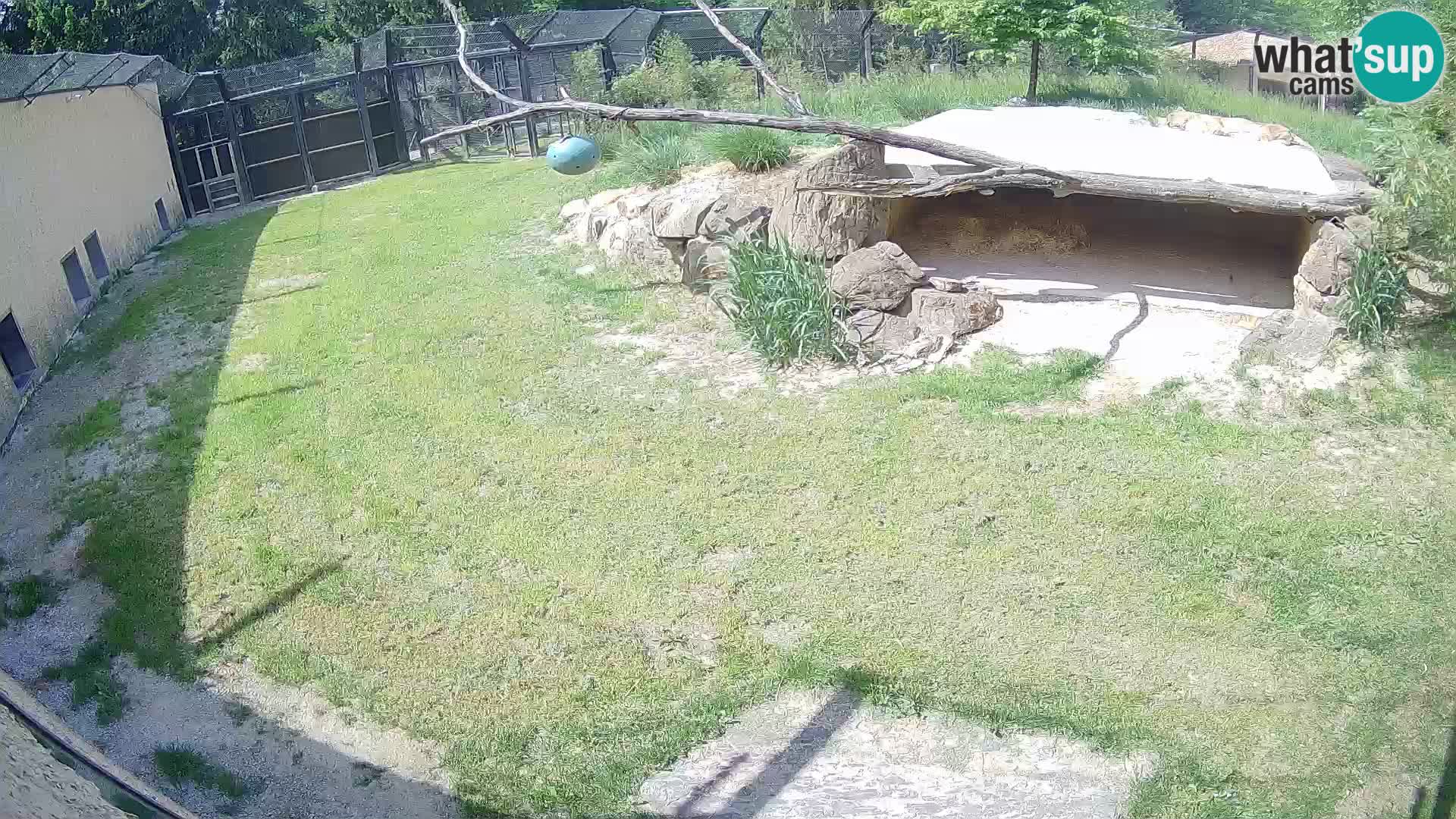 LEON Webcam en vivo en Ljubljana Zoo – Eslovenia
