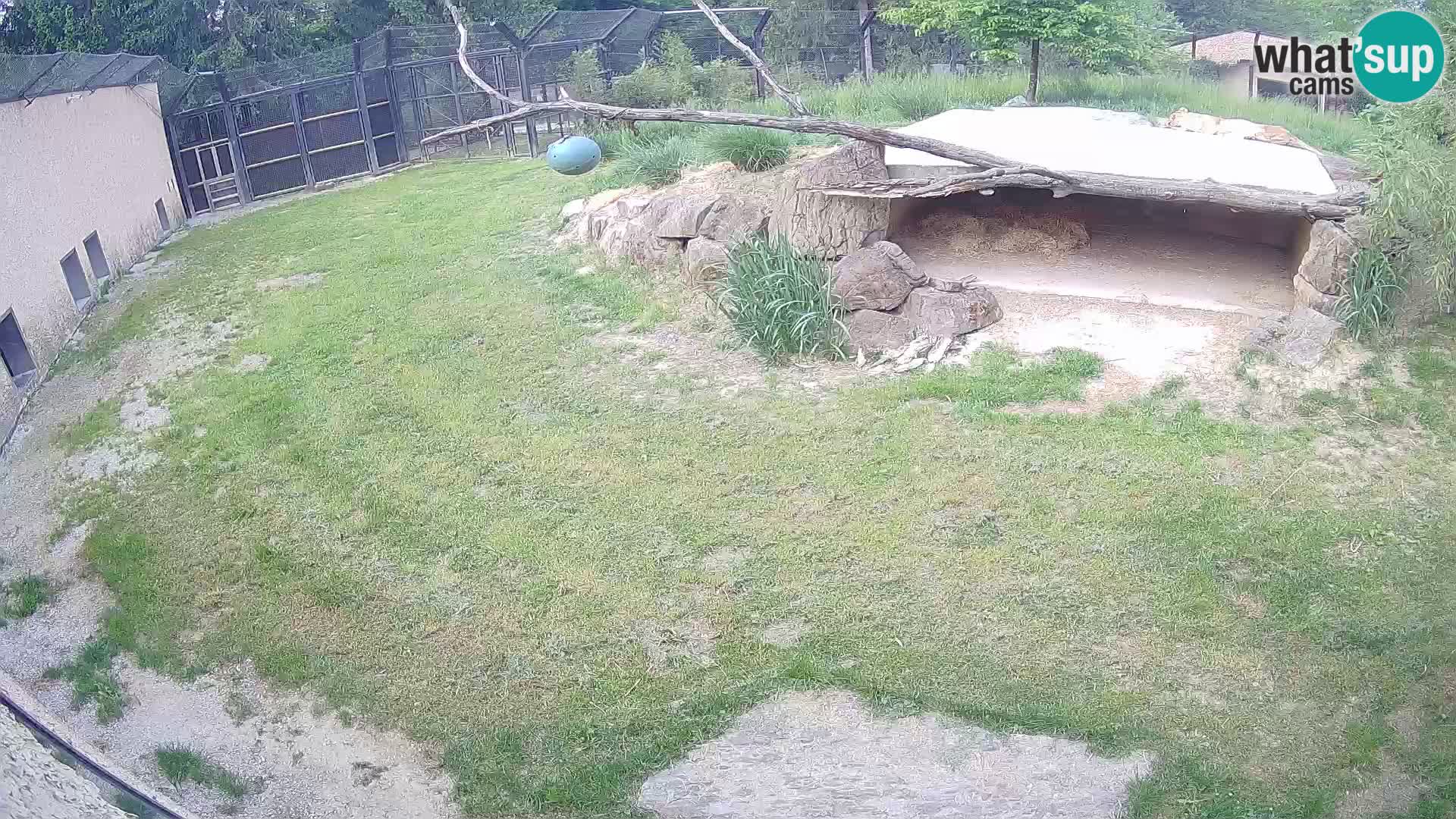 Lavovi web kamera uživo u ljubljanskom zoološkom vrtu – Slovenija