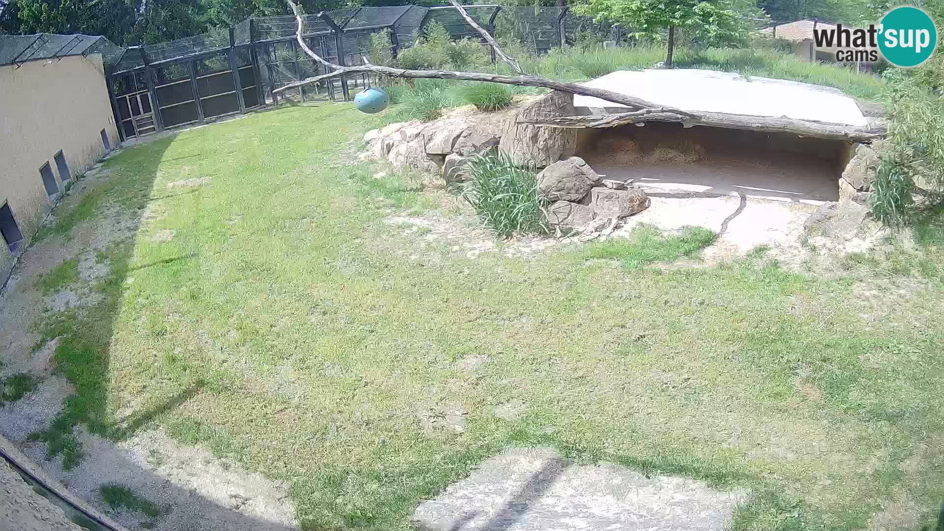 LION webcam en direct du zoo de Ljubljana – Slovénie