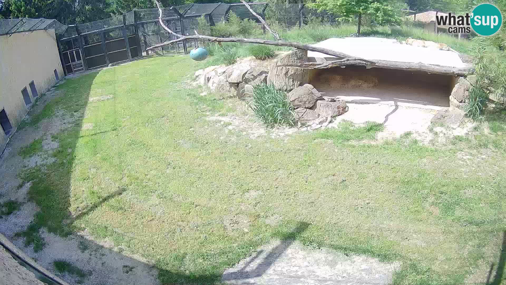 Löwe live Webcam im Zoo von Ljubljana – Slowenien