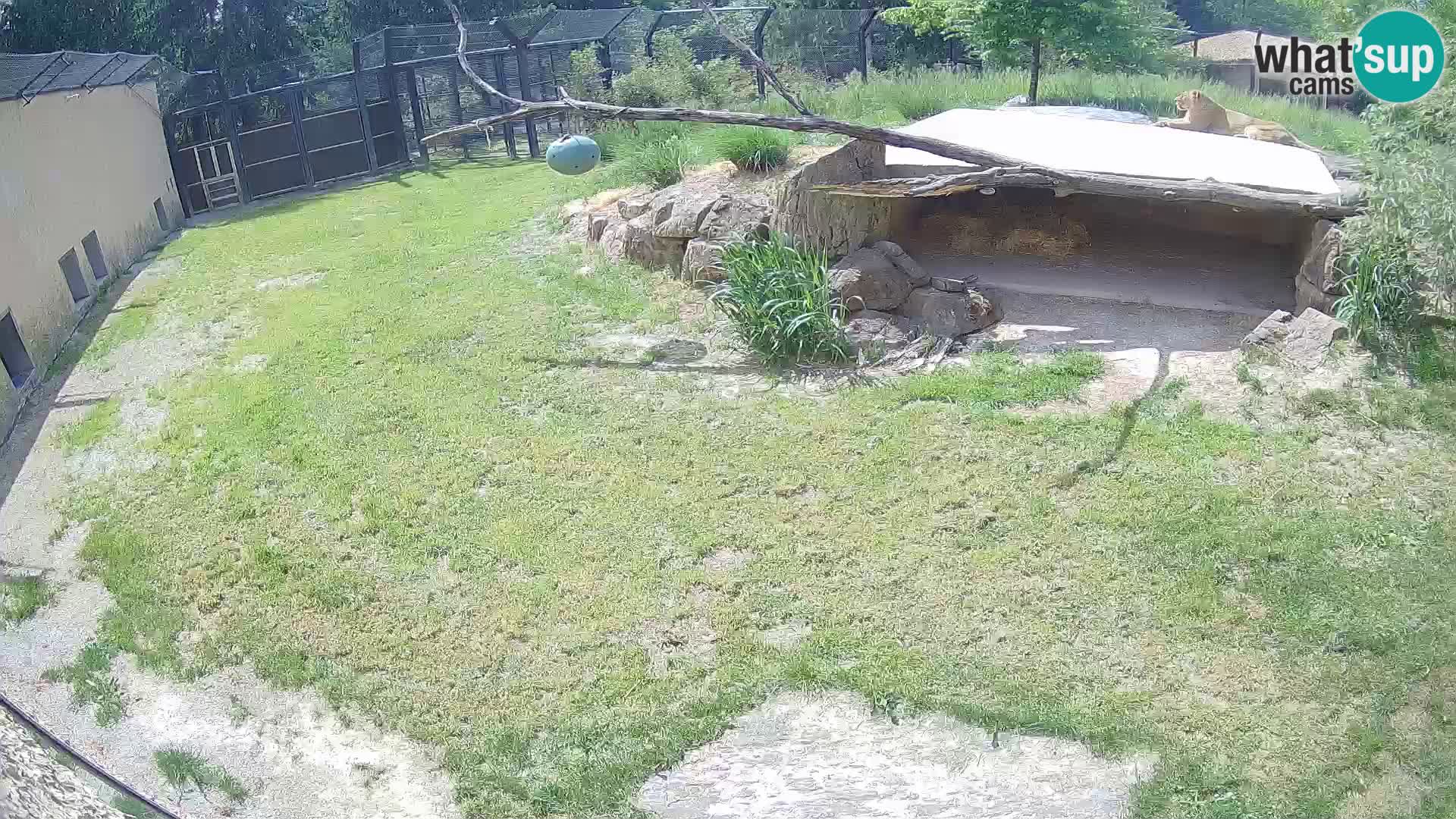 LION live Webcam in Ljubljana Zoo – Slovenia