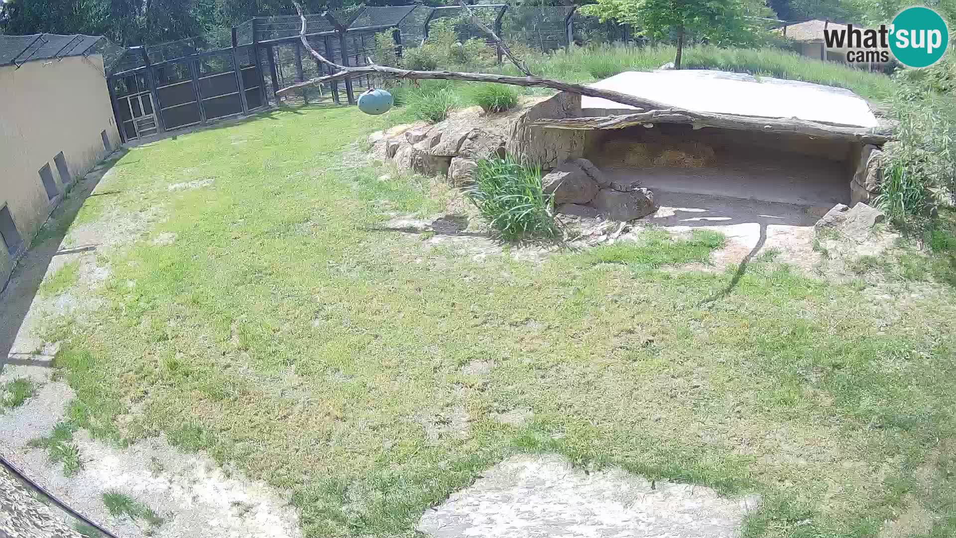 Löwe live Webcam im Zoo von Ljubljana – Slowenien