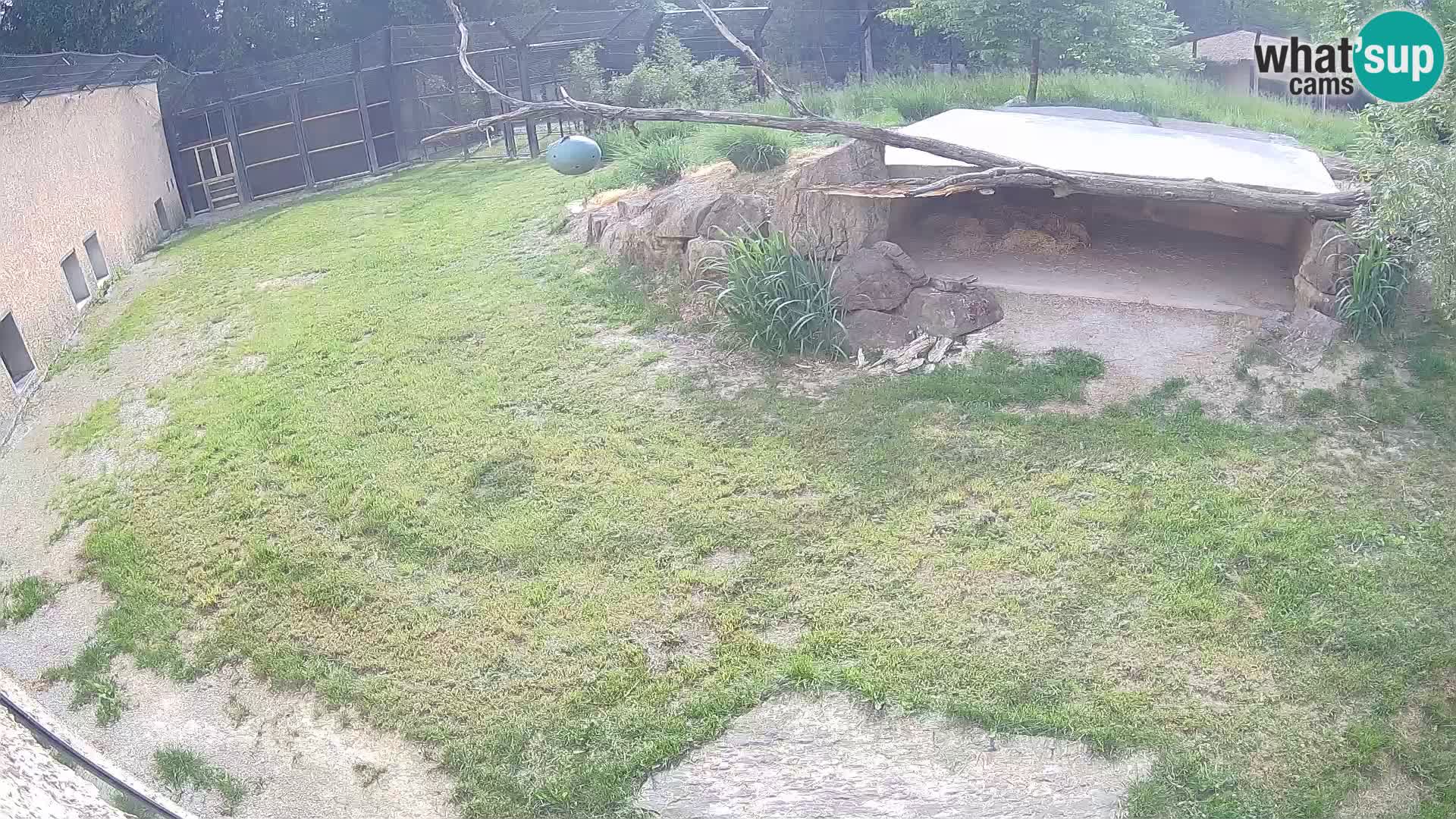 LEONE live Webcam nello zoo di Lubiana – Slovenia