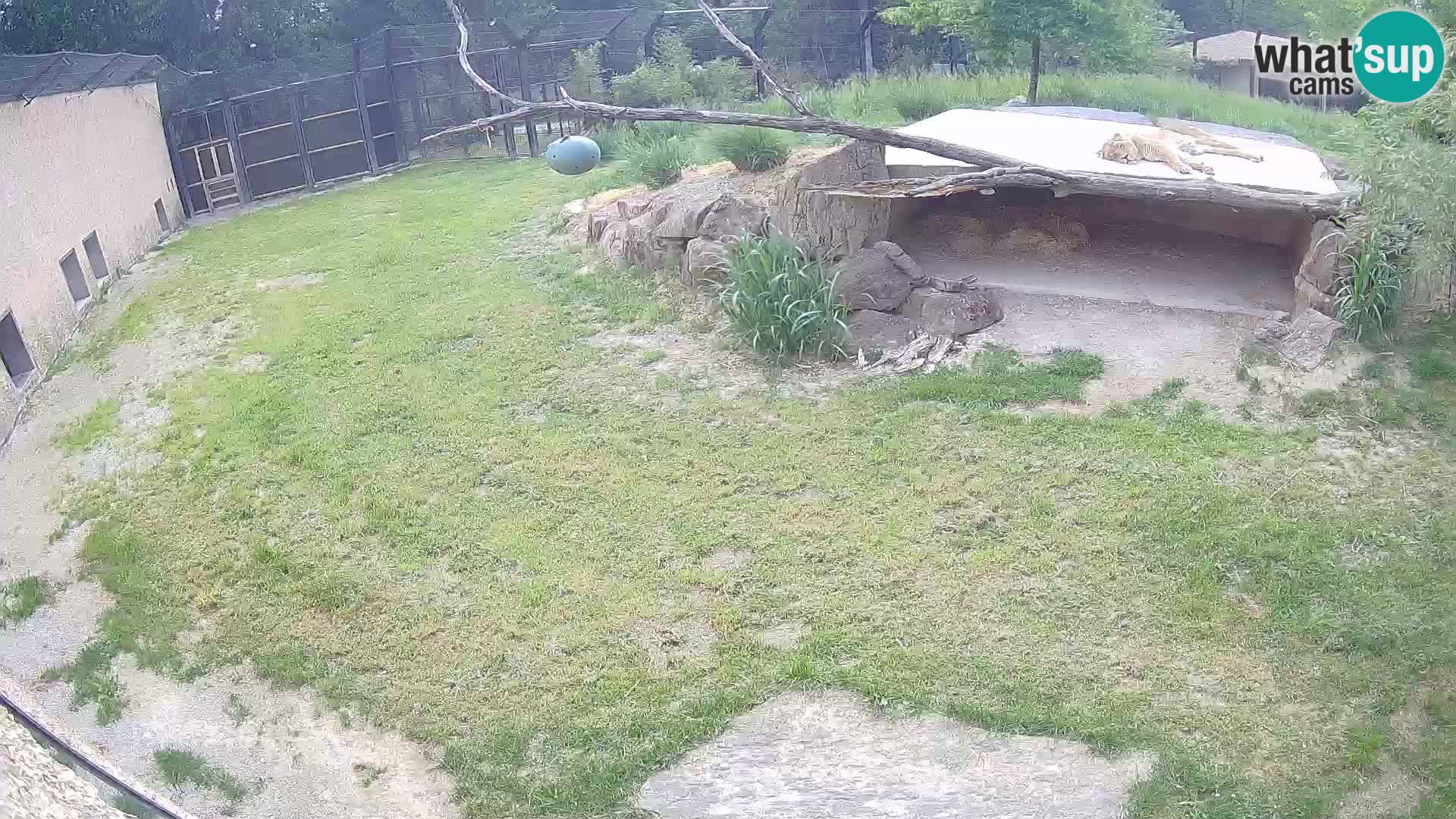 LEVI spletna kamera v živalskem vrtu Ljubljana Zoo