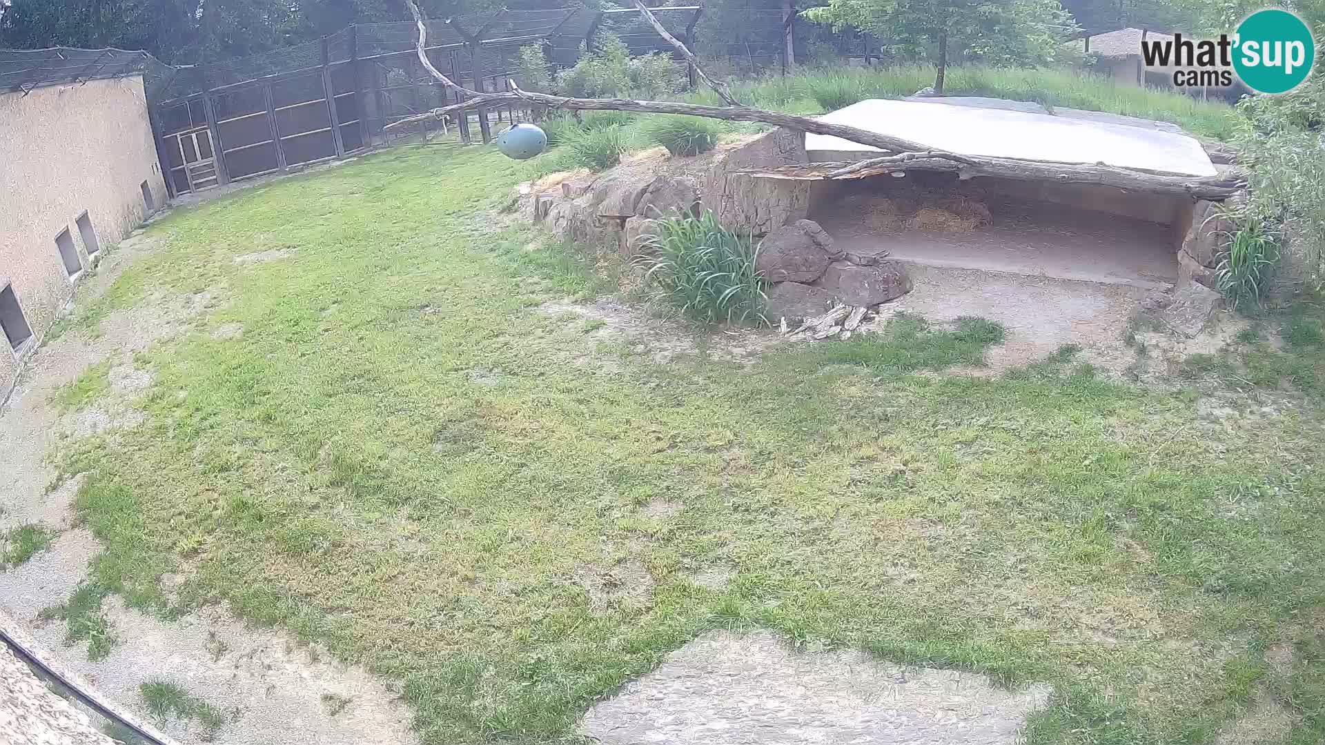 LION webcam en direct du zoo de Ljubljana – Slovénie
