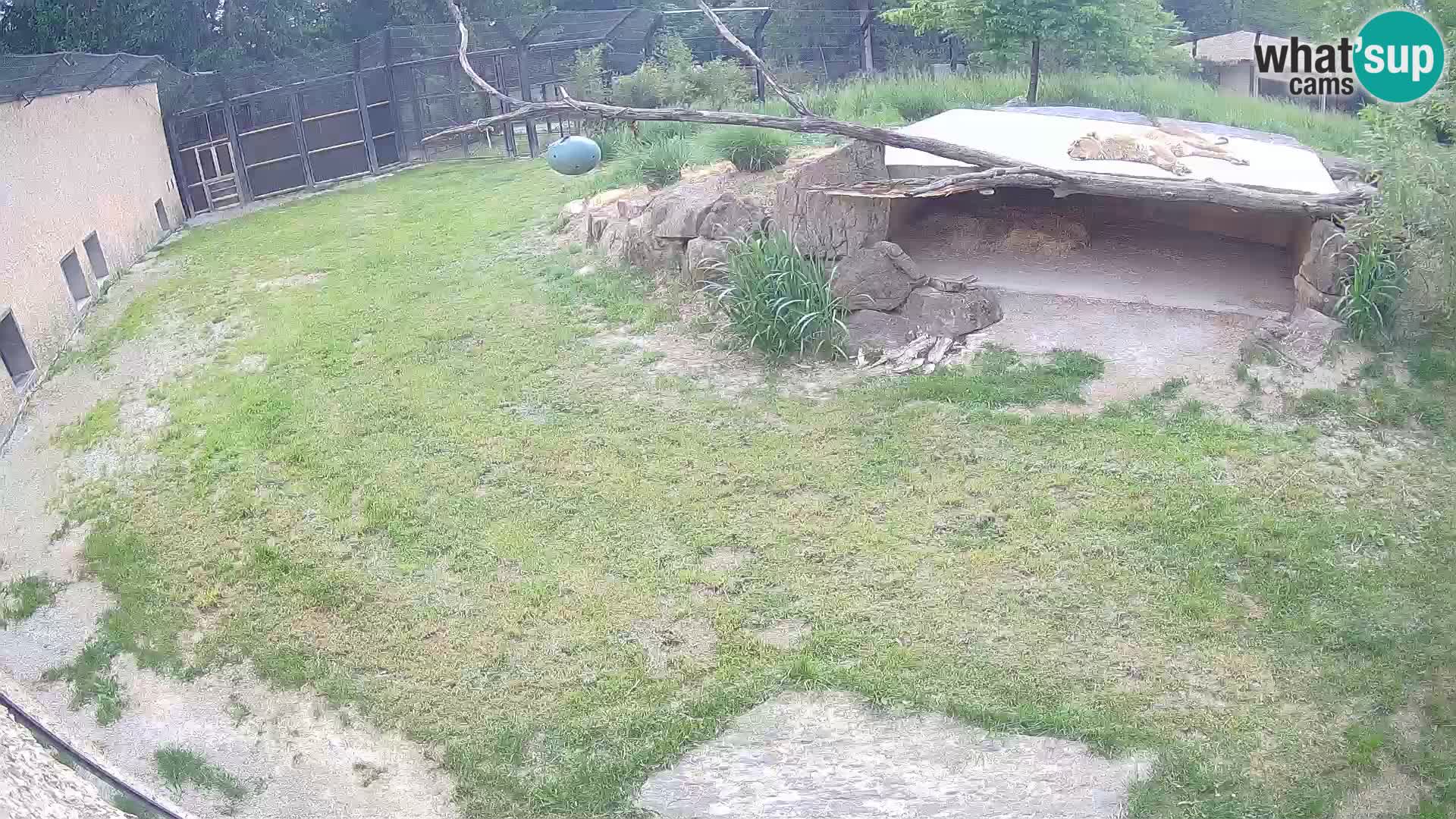 Löwe live Webcam im Zoo von Ljubljana – Slowenien