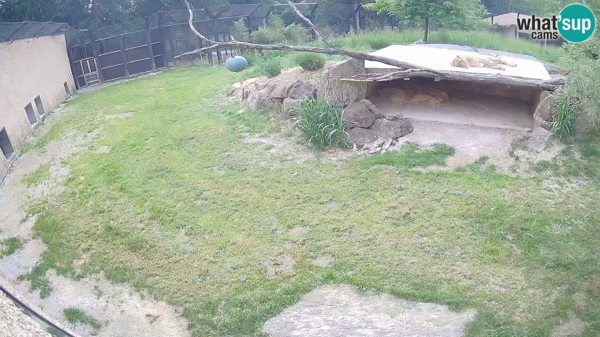 LION webcam en direct du zoo de Ljubljana – Slovénie