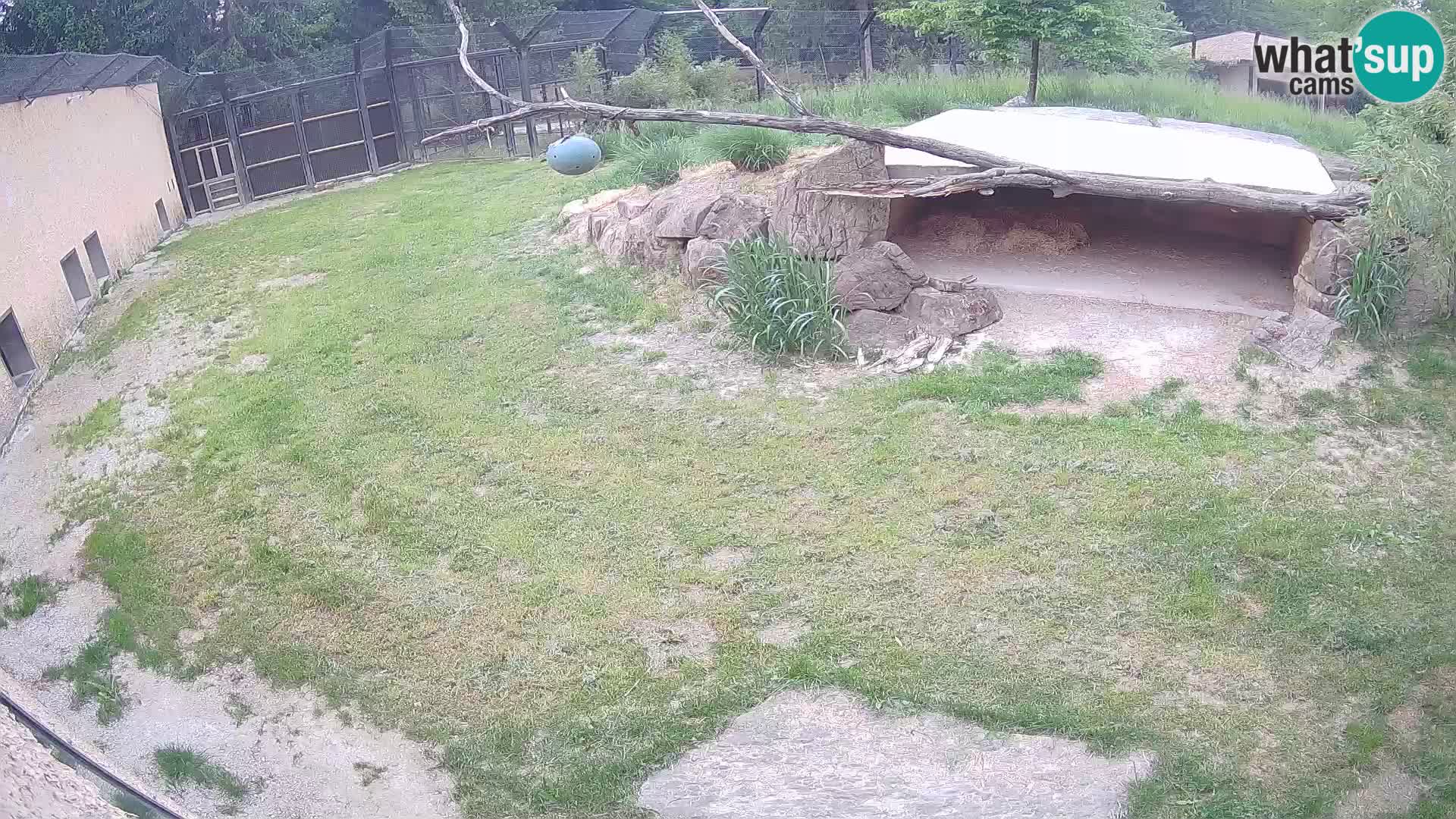 Lavovi web kamera uživo u ljubljanskom zoološkom vrtu – Slovenija
