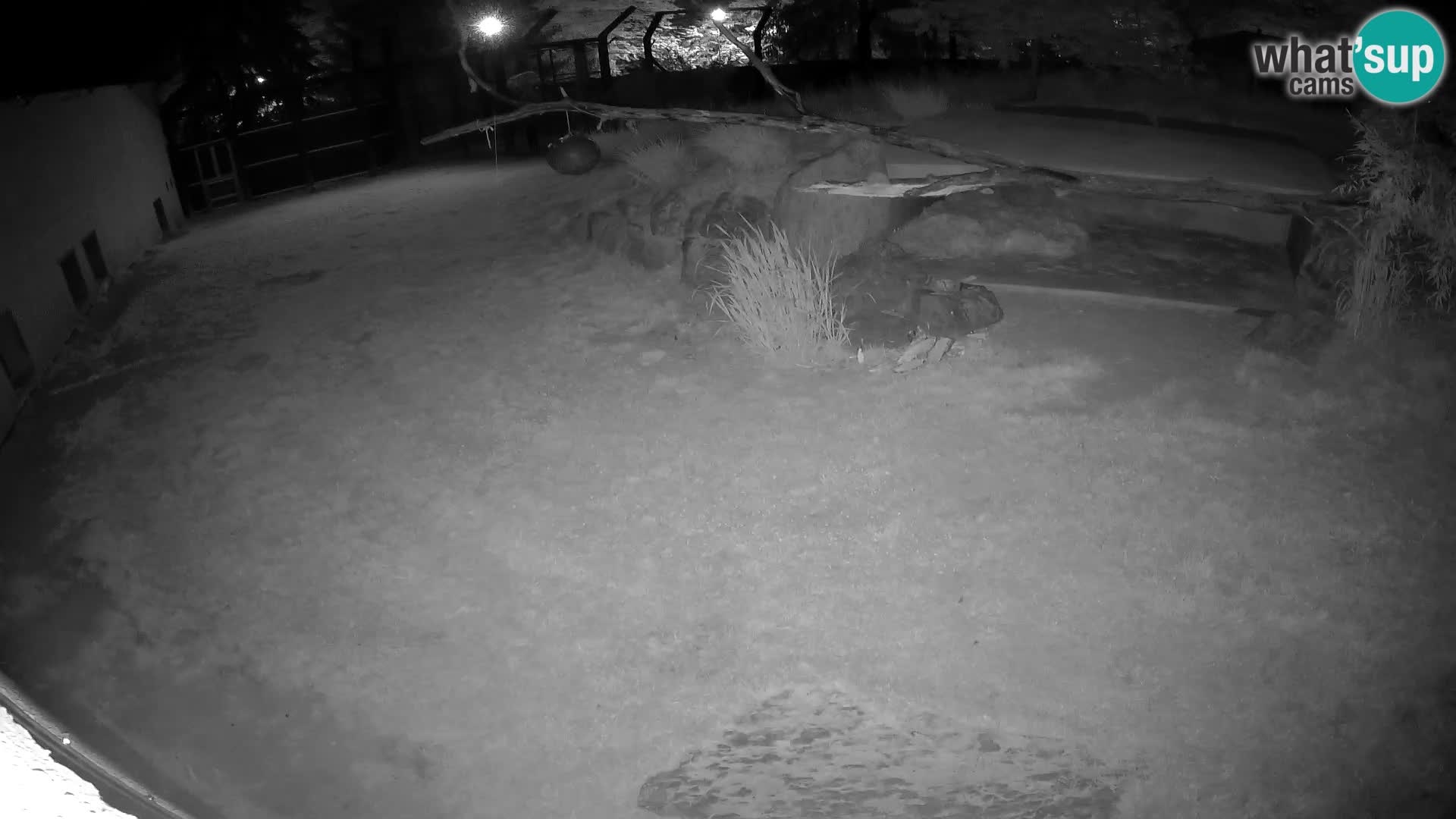 Löwe live Webcam im Zoo von Ljubljana – Slowenien
