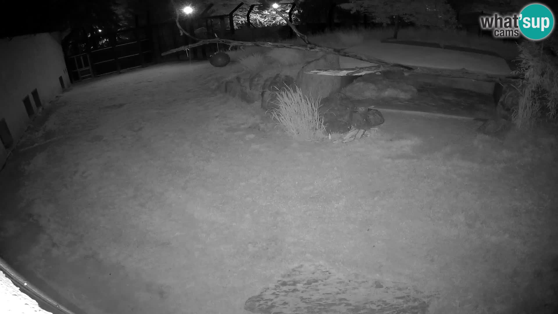 LEONE live Webcam nello zoo di Lubiana – Slovenia