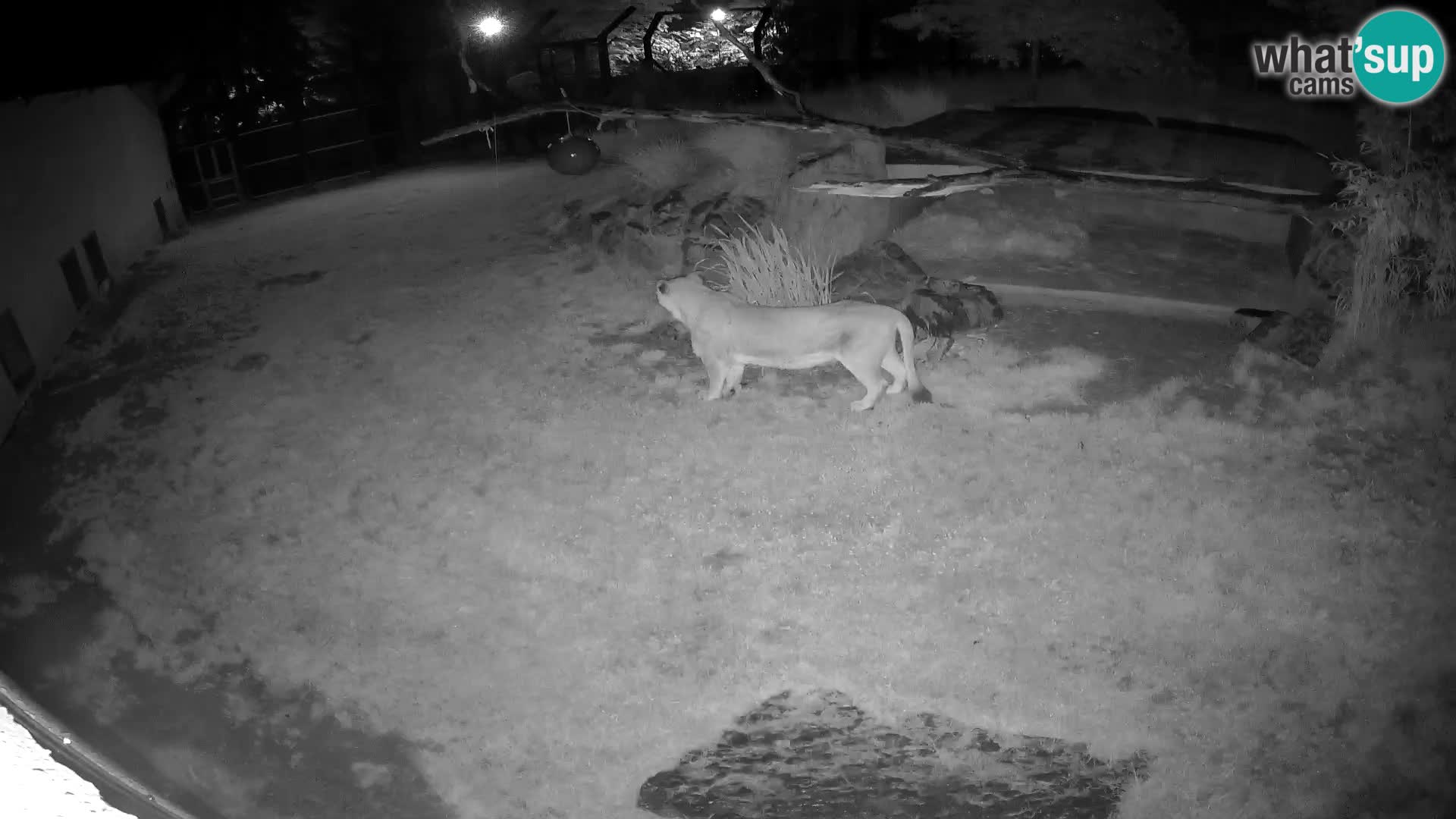LEONE live Webcam nello zoo di Lubiana – Slovenia