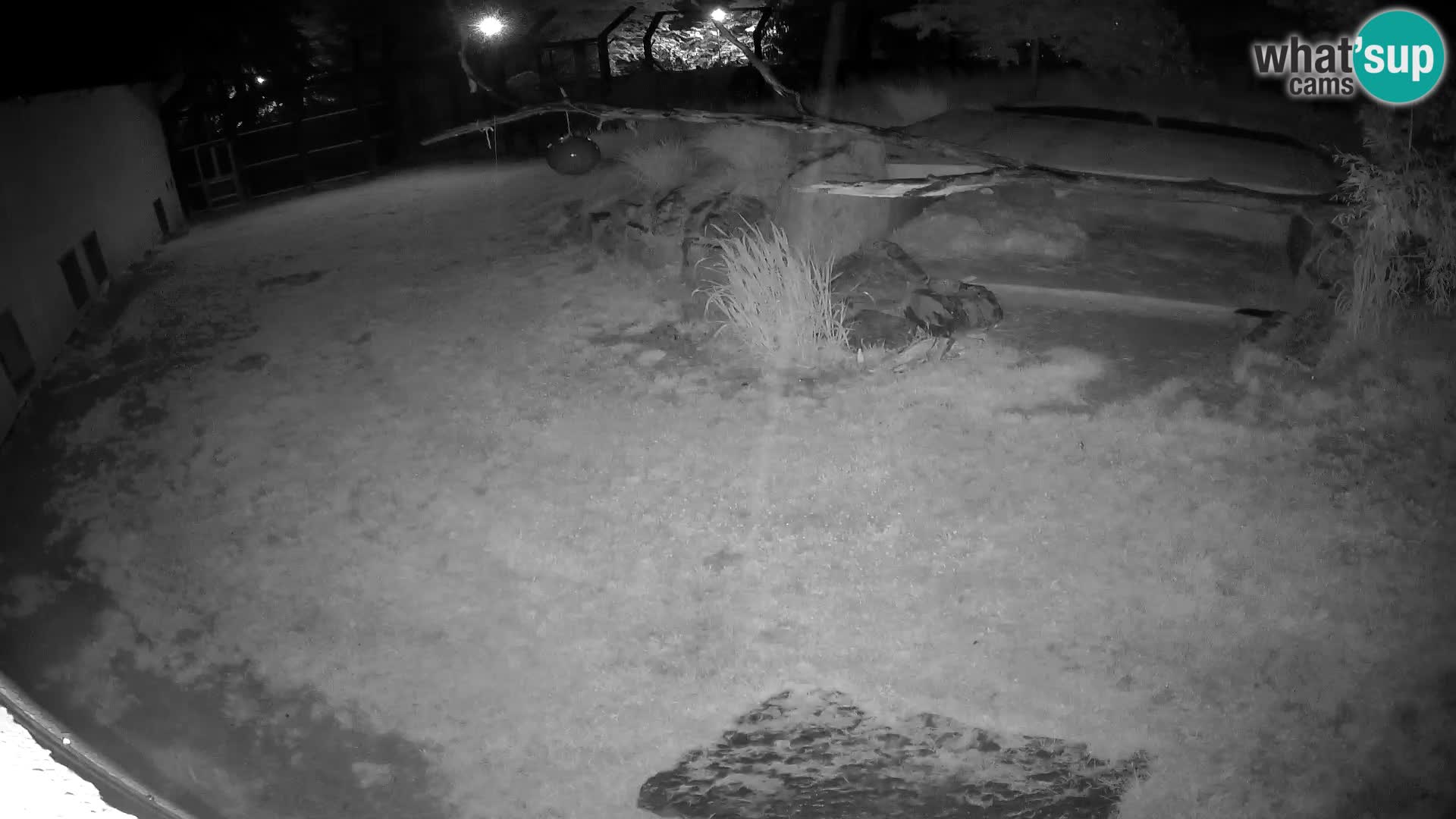 LEON Webcam en vivo en Ljubljana Zoo – Eslovenia