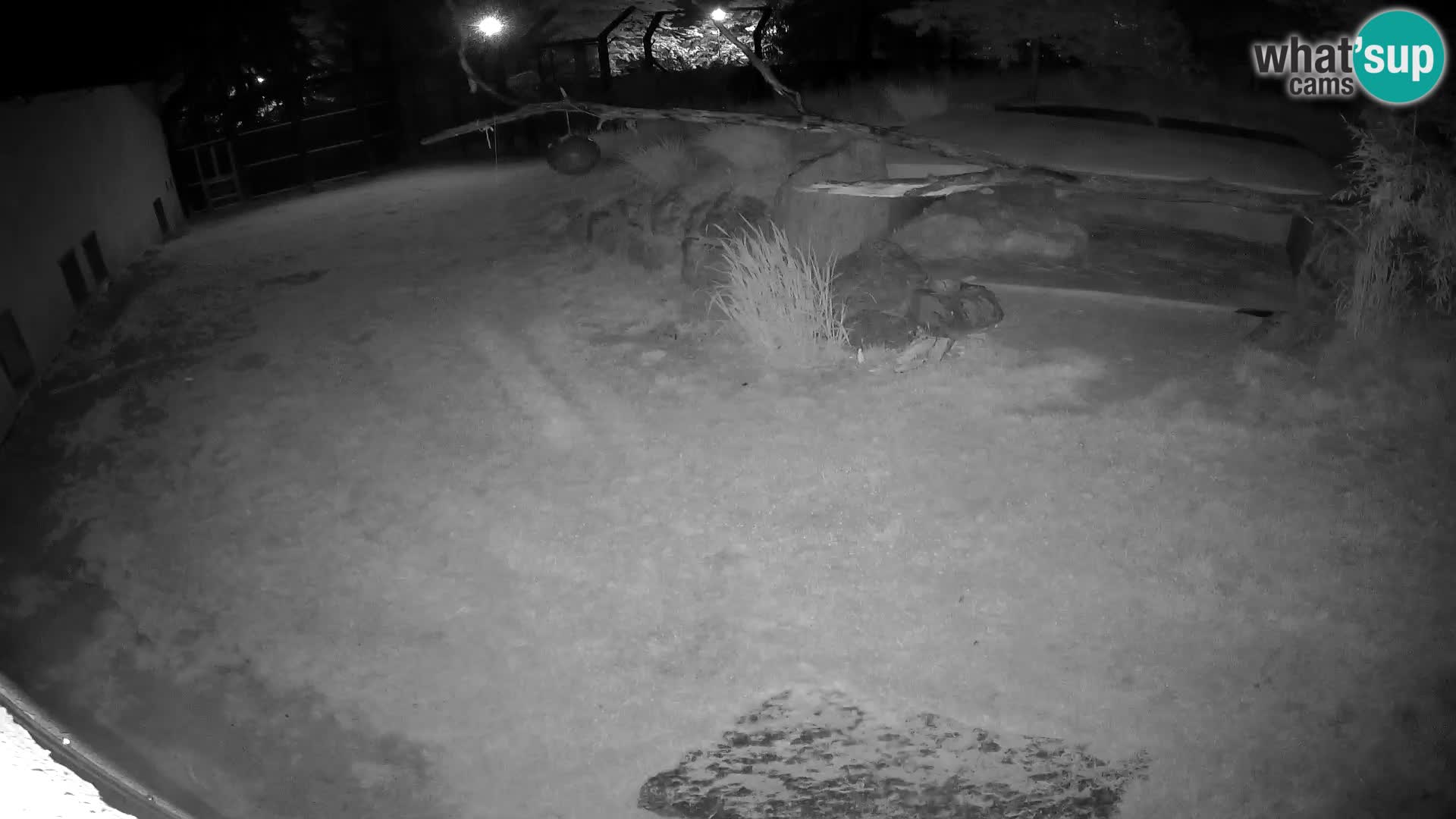 LION live Webcam in Ljubljana Zoo – Slovenia