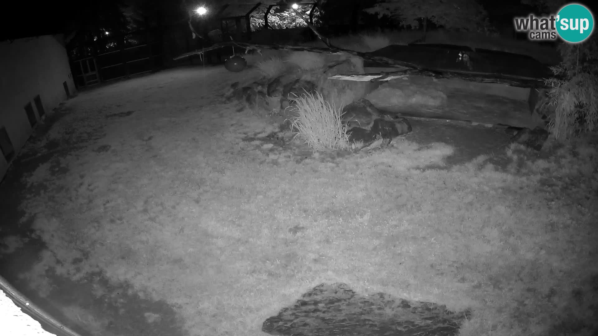 LION live Webcam in Ljubljana Zoo – Slovenia