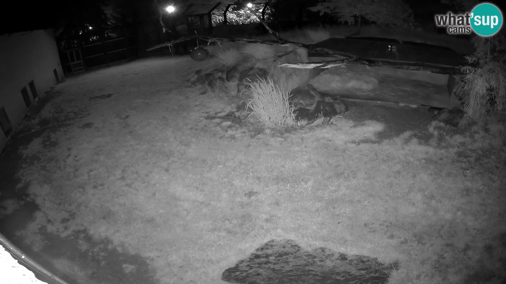LEON Webcam en vivo en Ljubljana Zoo – Eslovenia