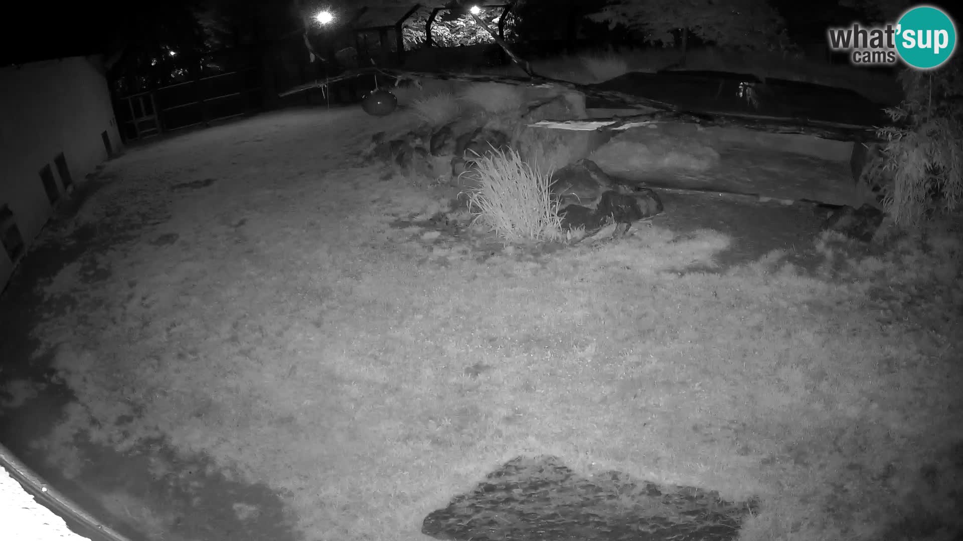 LEON Webcam en vivo en Ljubljana Zoo – Eslovenia