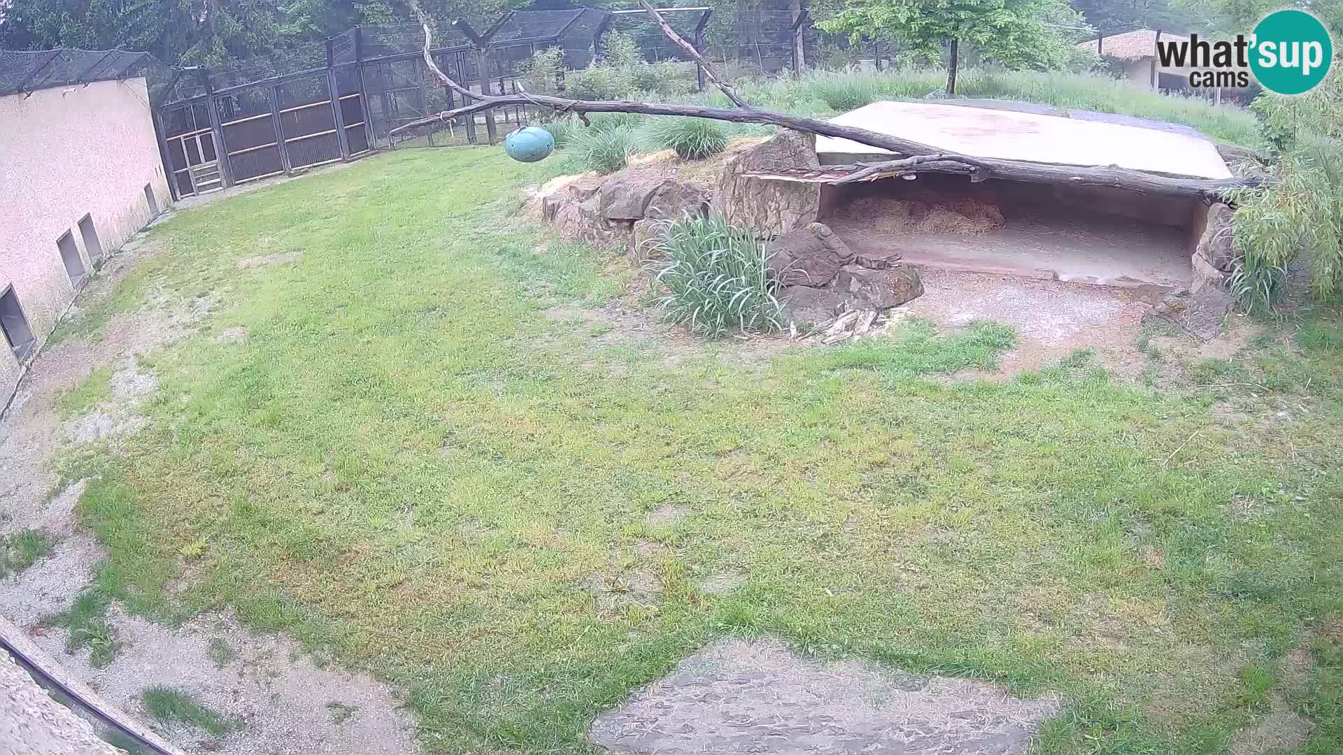 Löwe live Webcam im Zoo von Ljubljana – Slowenien