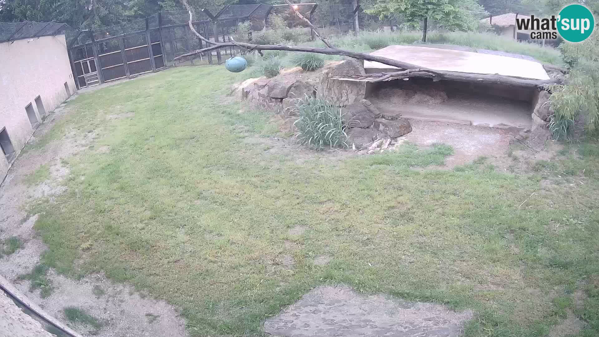 LION live Webcam in Ljubljana Zoo – Slovenia