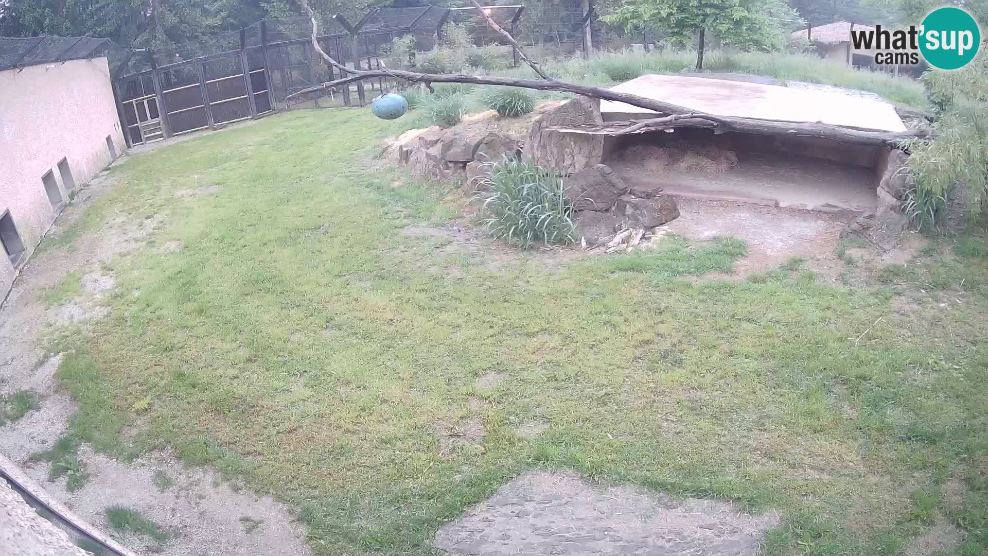 LEVI spletna kamera v živalskem vrtu Ljubljana Zoo