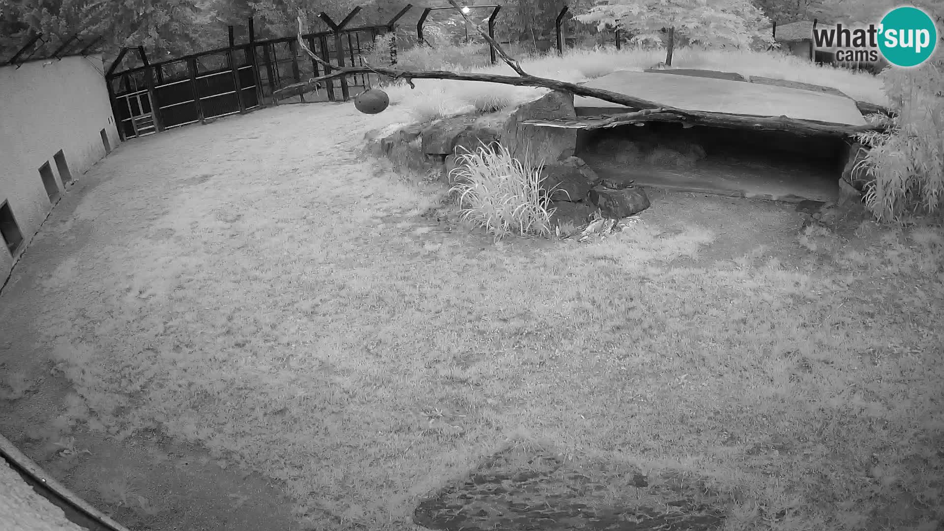 Löwe live Webcam im Zoo von Ljubljana – Slowenien