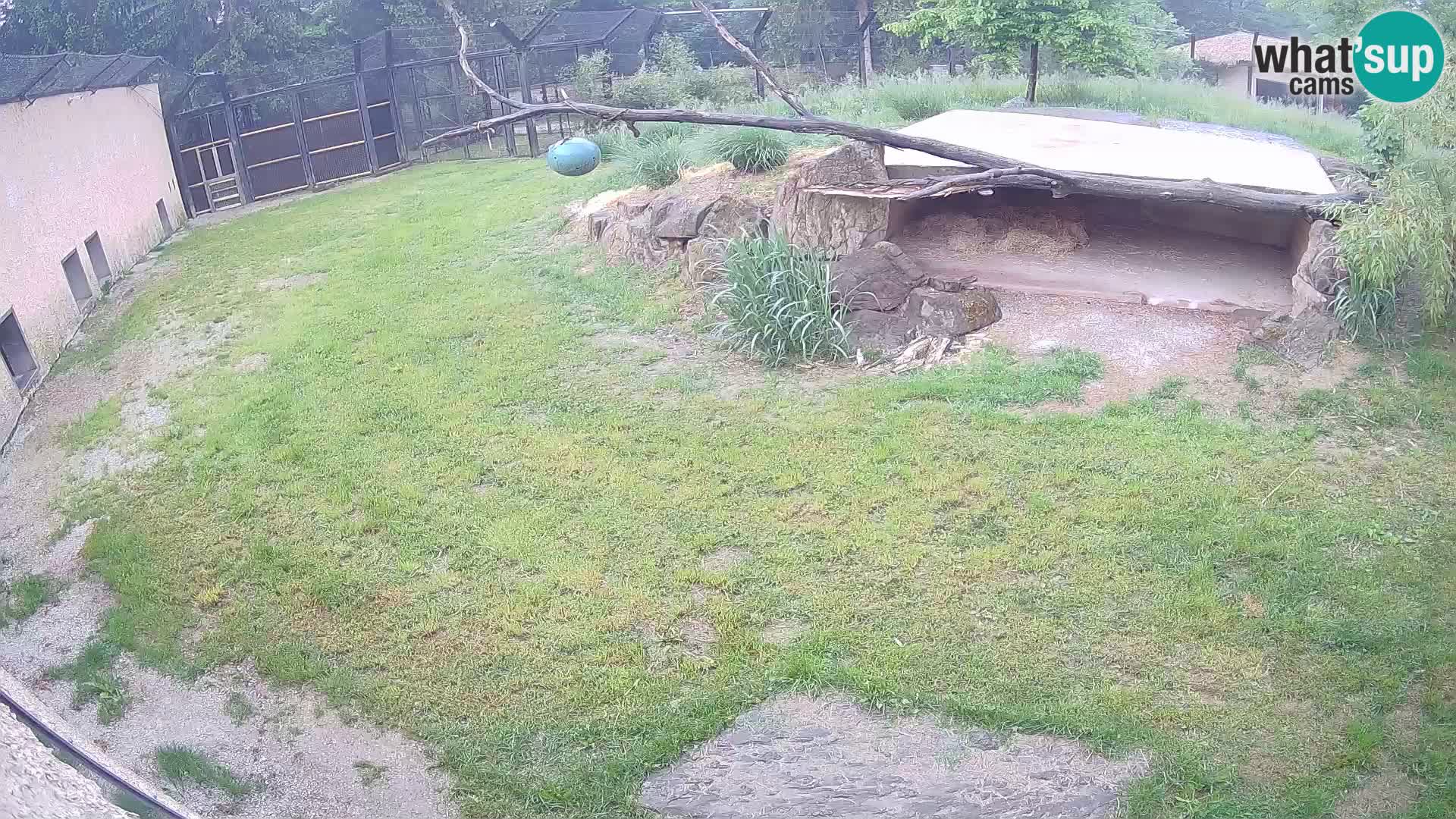 LEONE live Webcam nello zoo di Lubiana – Slovenia