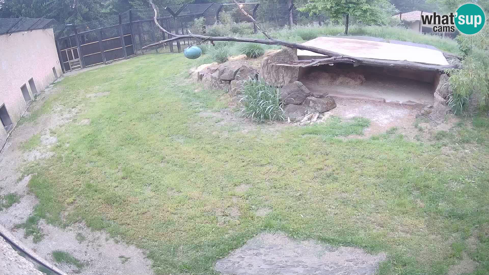 LION webcam en direct du zoo de Ljubljana – Slovénie