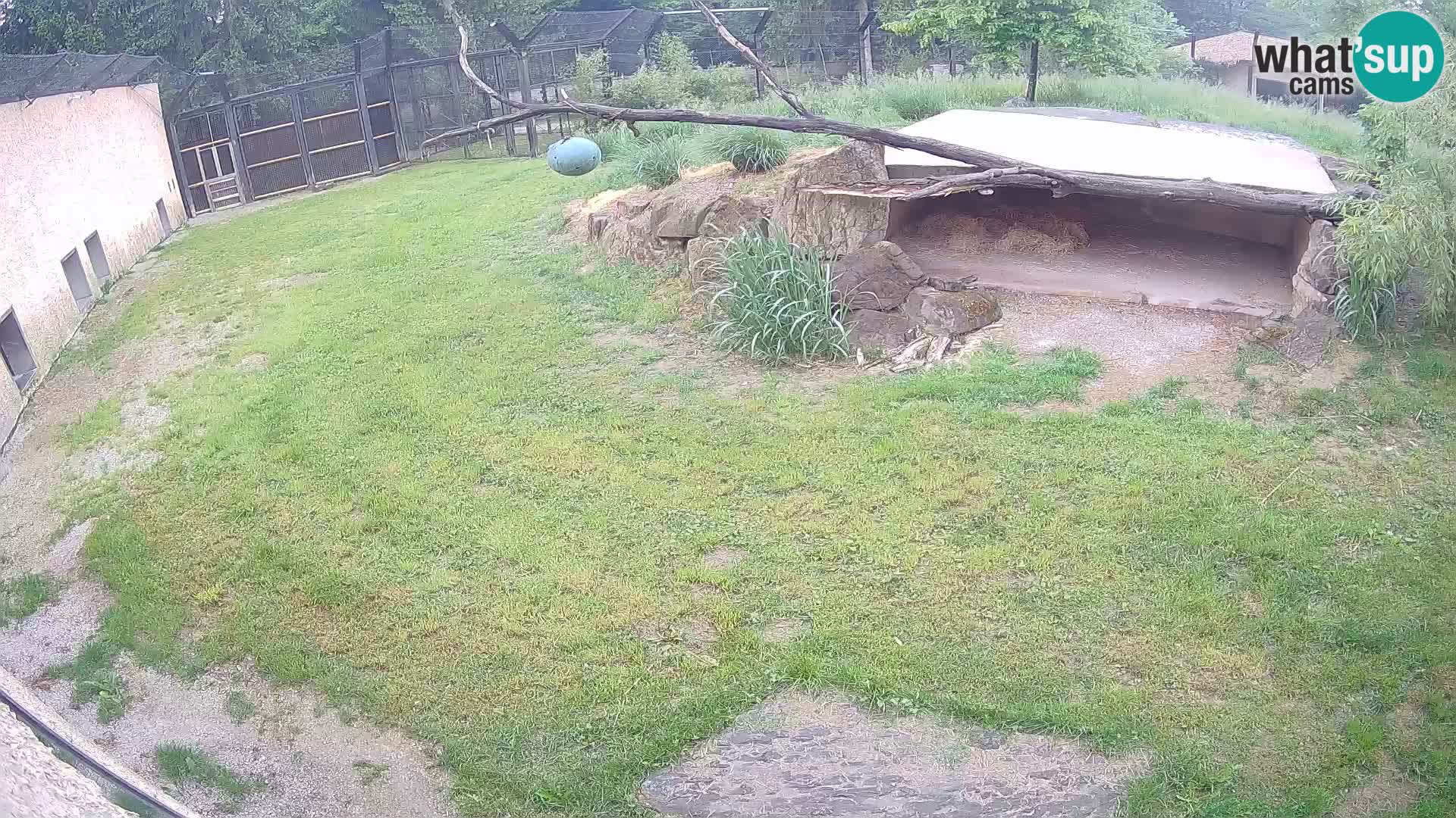 Lavovi web kamera uživo u ljubljanskom zoološkom vrtu – Slovenija