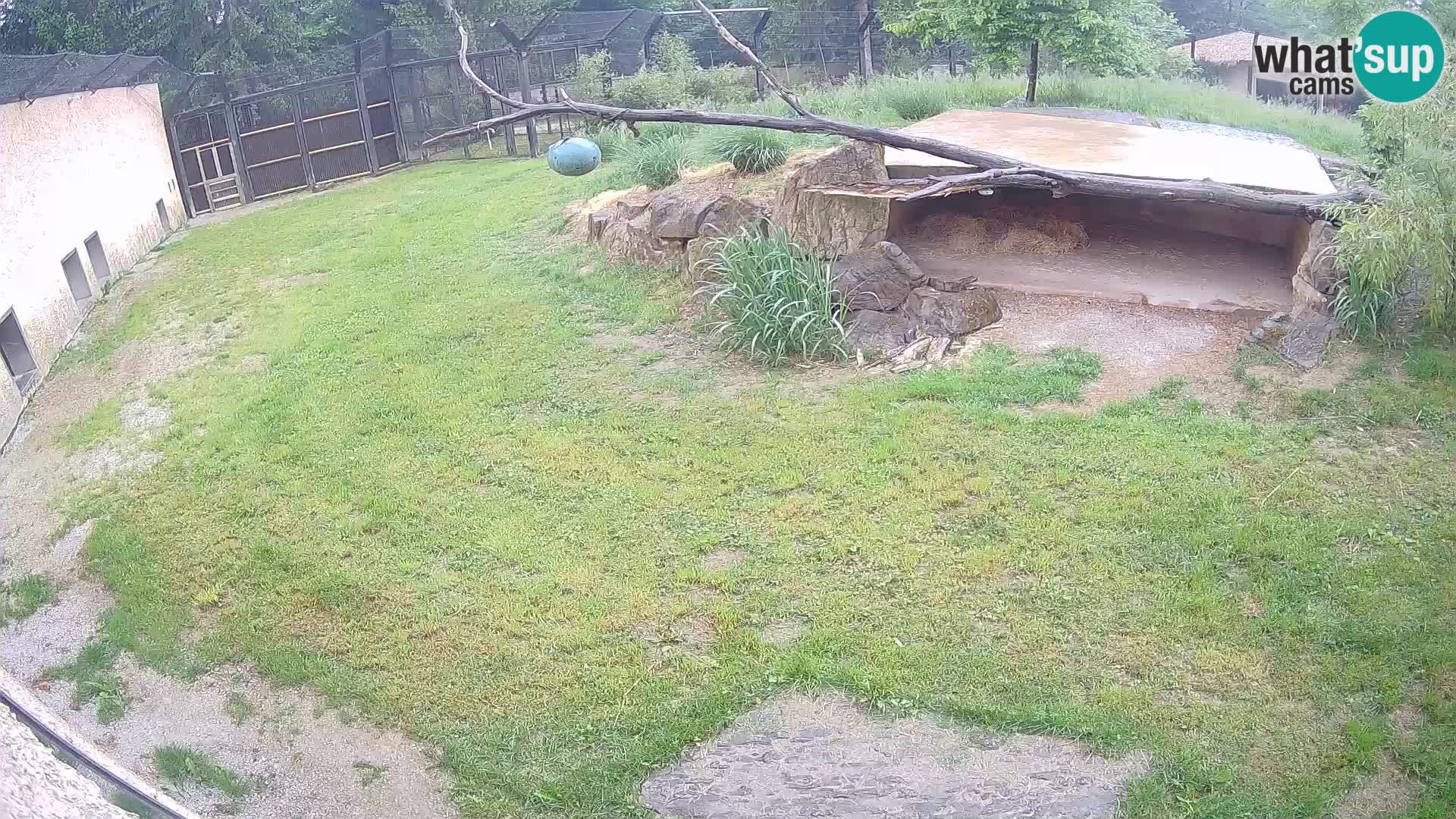 LION live Webcam in Ljubljana Zoo – Slovenia