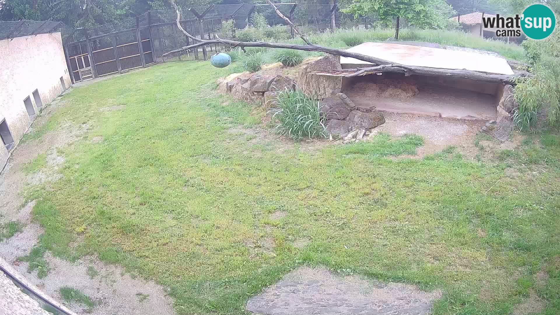 LEONE live Webcam nello zoo di Lubiana – Slovenia