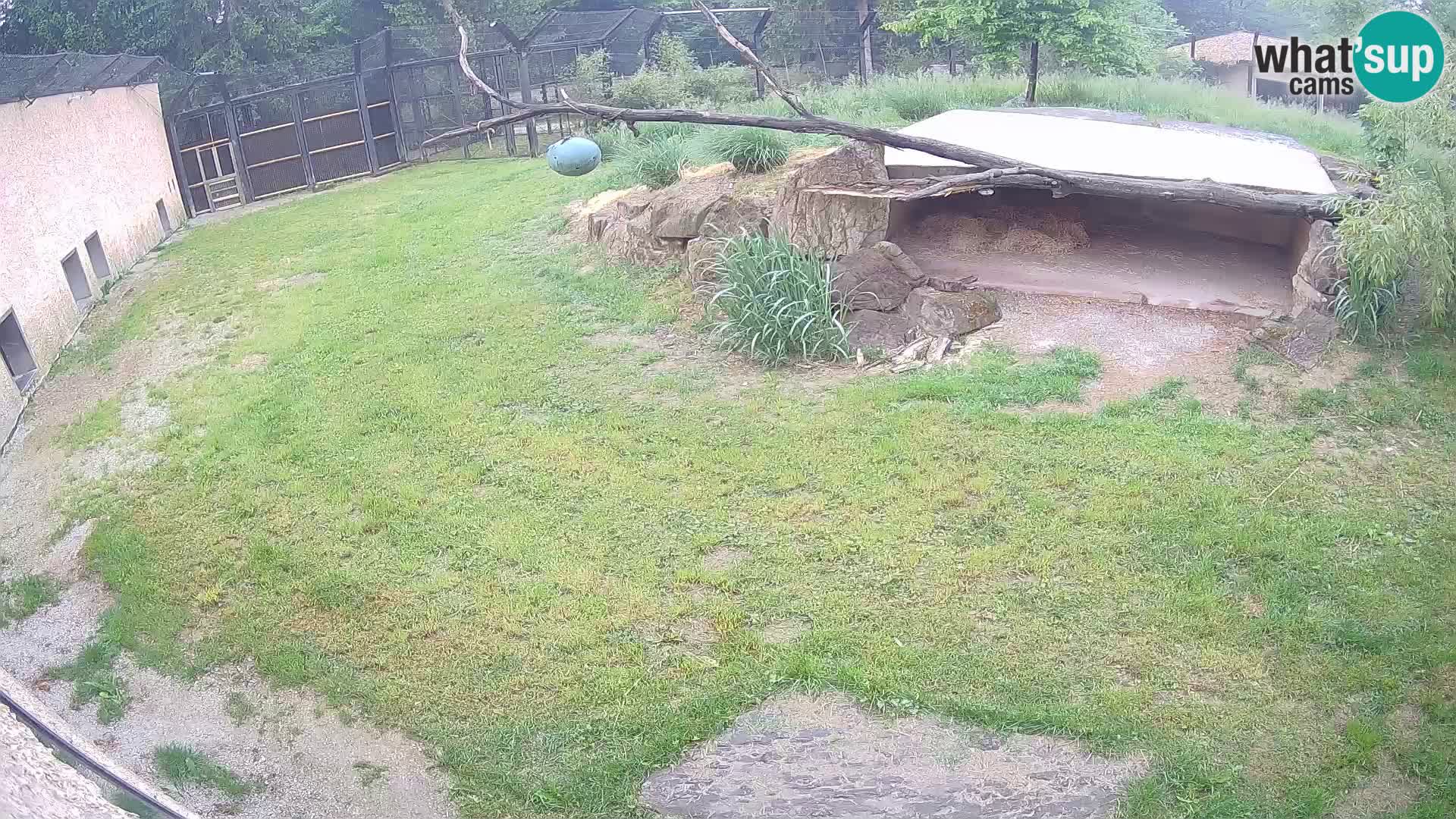 Löwe live Webcam im Zoo von Ljubljana – Slowenien