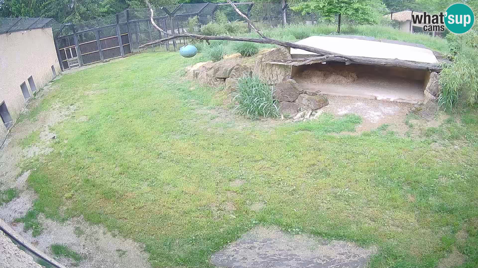 LION webcam en direct du zoo de Ljubljana – Slovénie